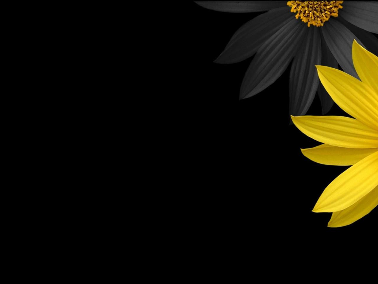 1280x960 Wallpaper yellow sunflower with black background, flowers, yellow flowers • Wallpaper For You HD Wallpaper For Desktop & Mobile