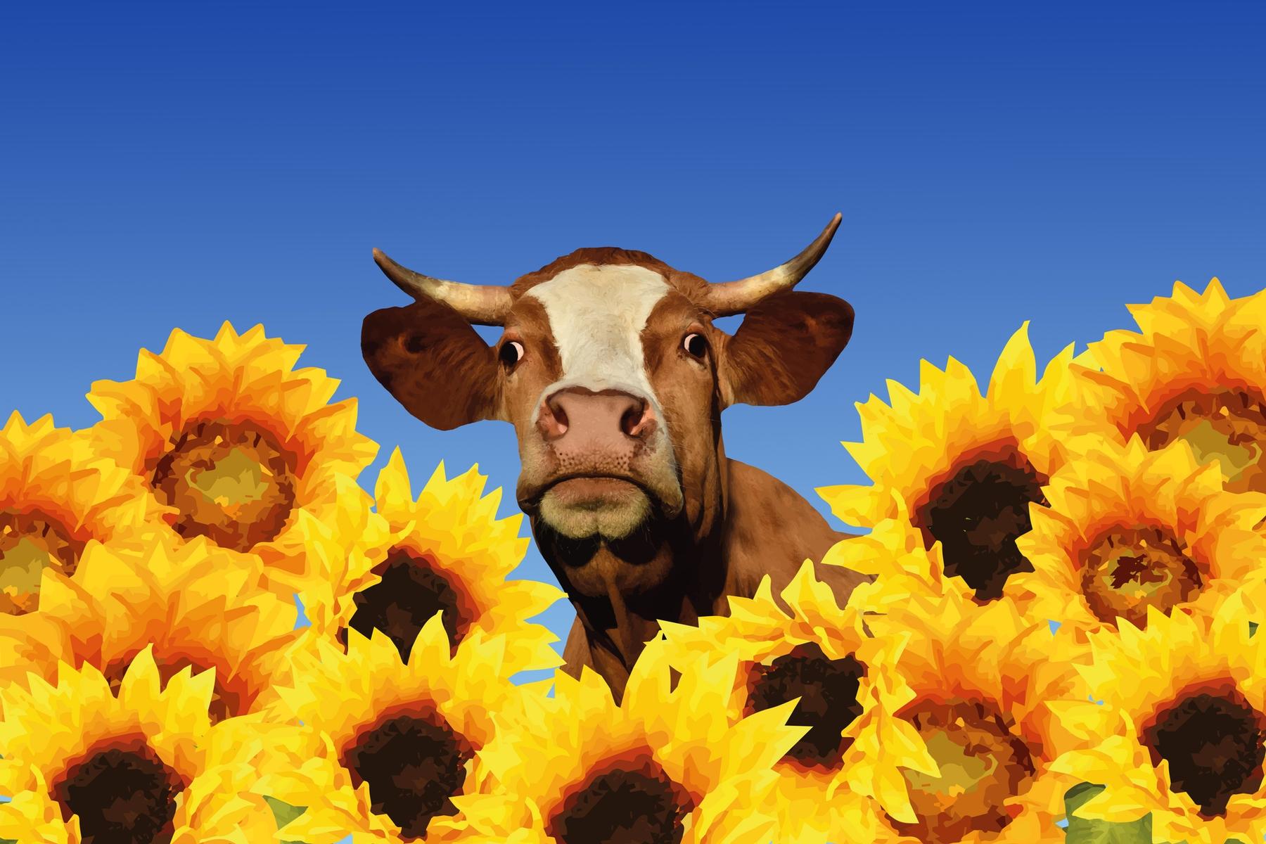 1800x1200 Buy Sunflower Cow wallpaper US shipping at