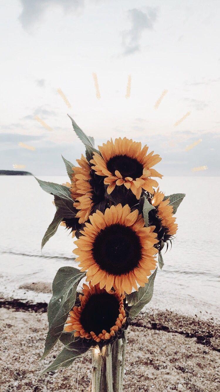 750x1334 VSCO Sunflower Wallpaper 2020