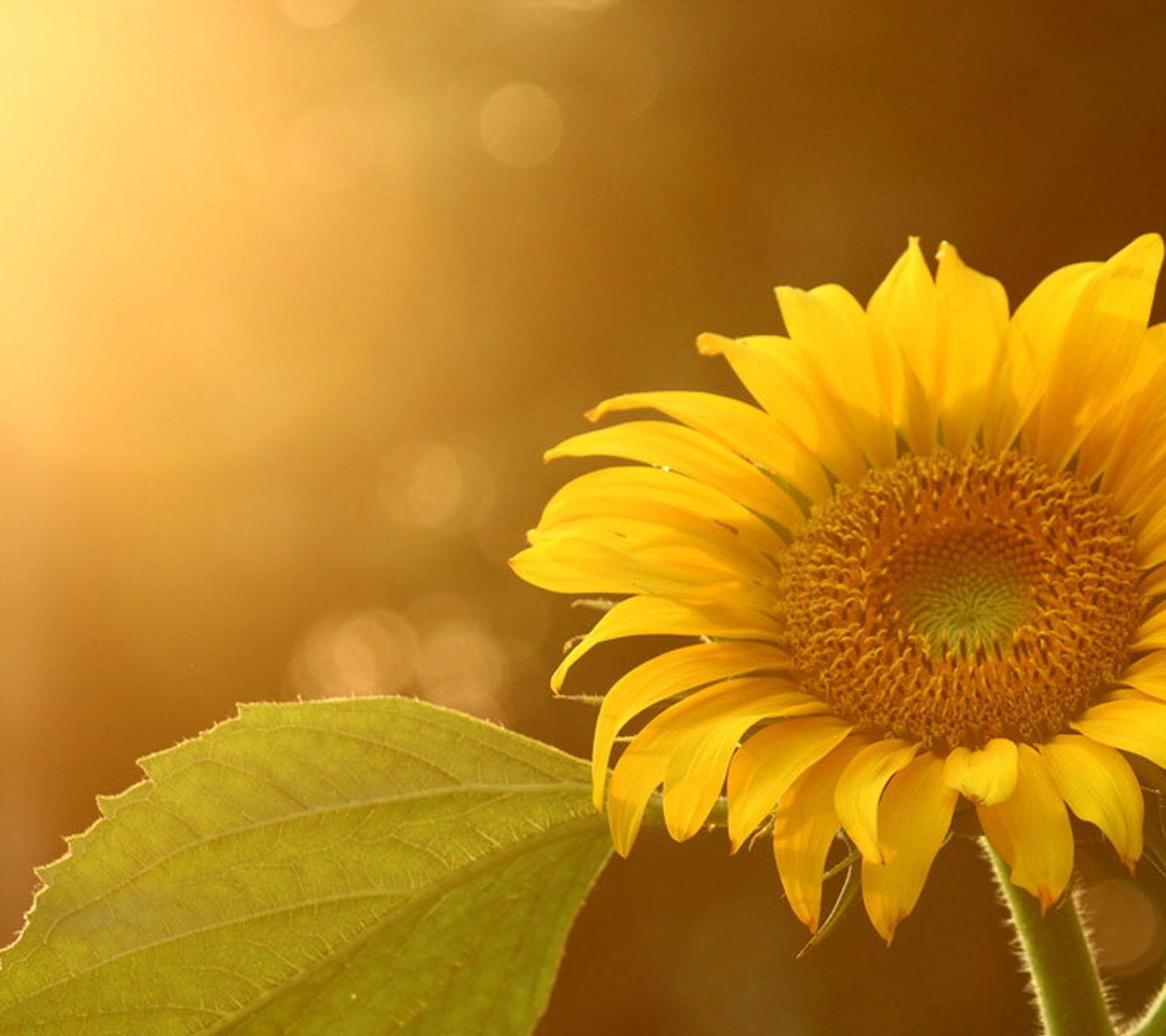 Simple Sunflower Wallpapers - Top Free Simple Sunflower Backgrounds ...