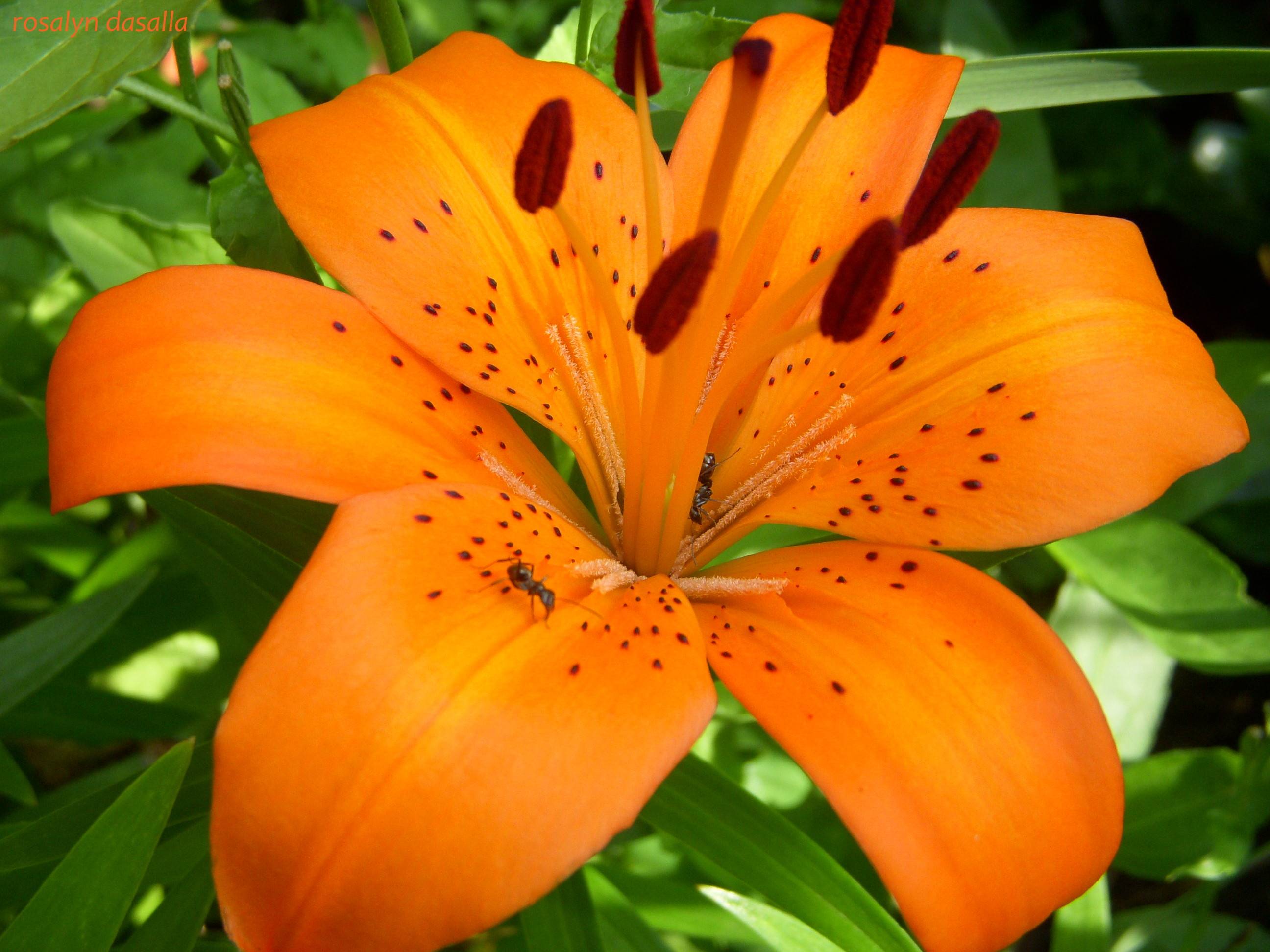 2592x1944 Tiger Lily Wallpaper