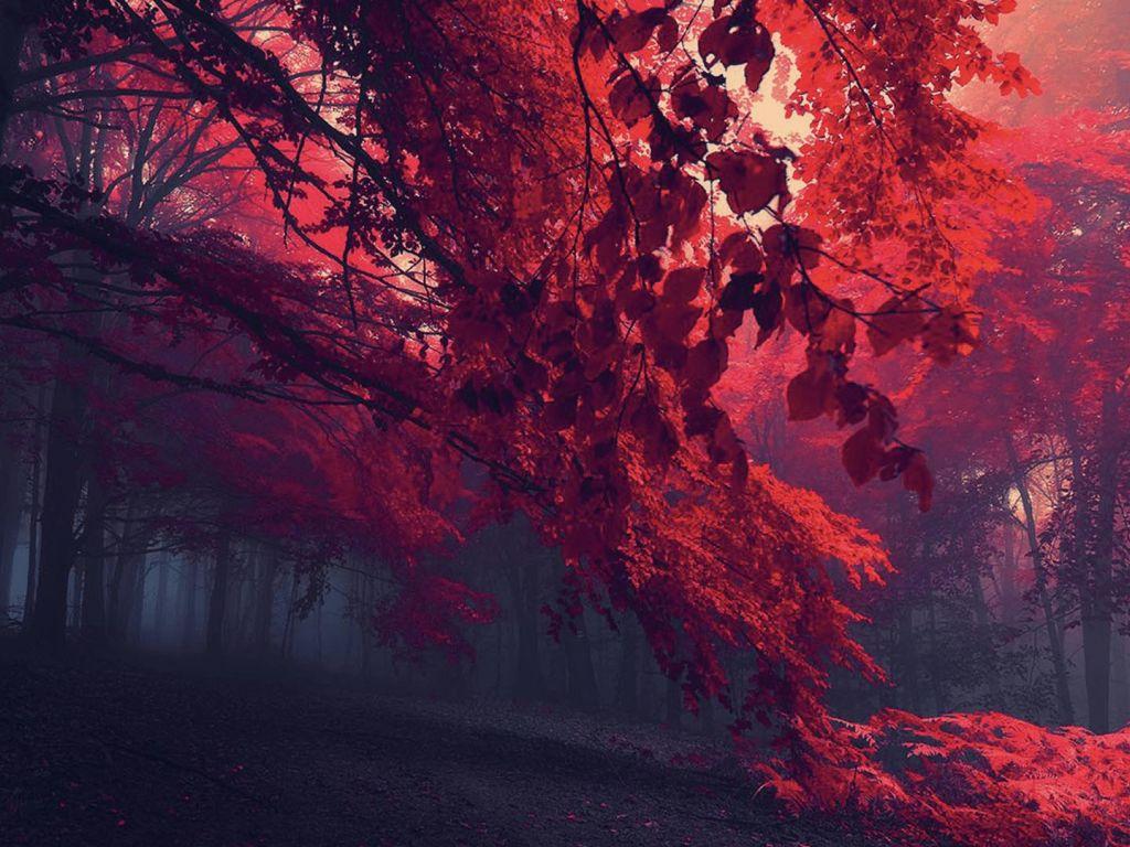 1024x768 Forest 4K wallpaper for your desktop or mobile screen free and easy to download