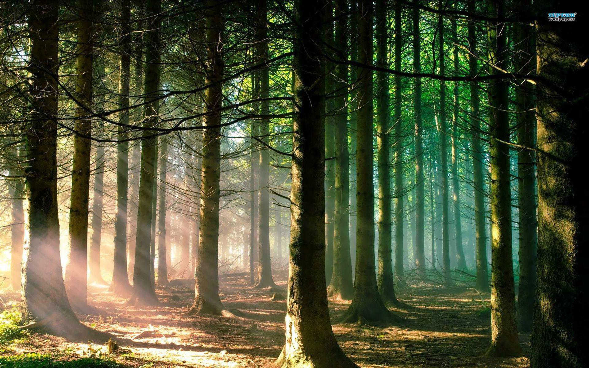 1920x1200 Reminds me of woods in Michigan. Forest wallpaper, Wallpaper, Tree