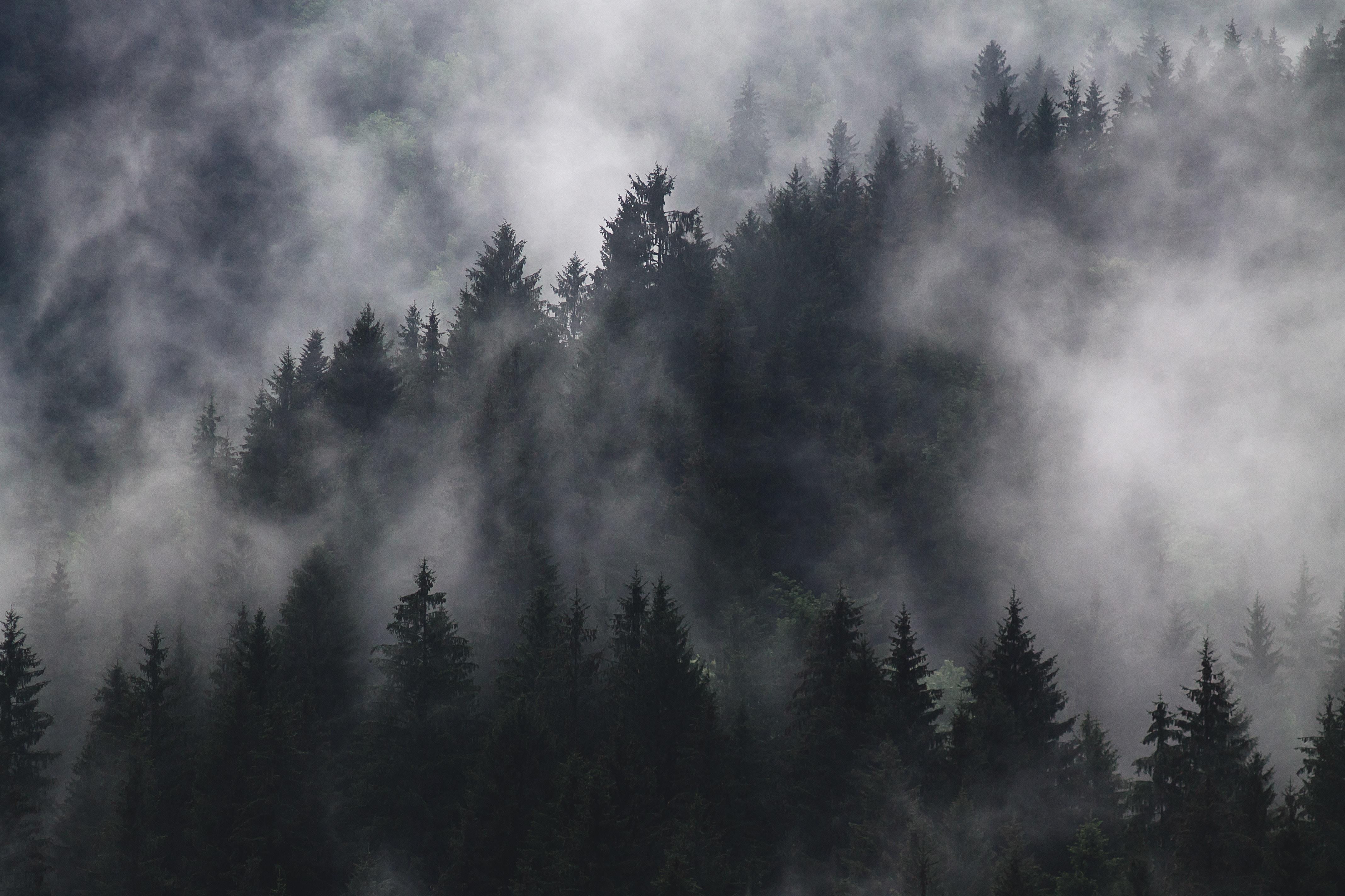 4272x2848 4272x2848 #mountain, #cloudy, #Free image, #cloud, #fog, #night, # forest, #monochrome, #misty, #mist, #black & white, #beauty, #black and white, #nature, #dark forest, #soft, #tree, #natural. Mocah HD Wallpaper