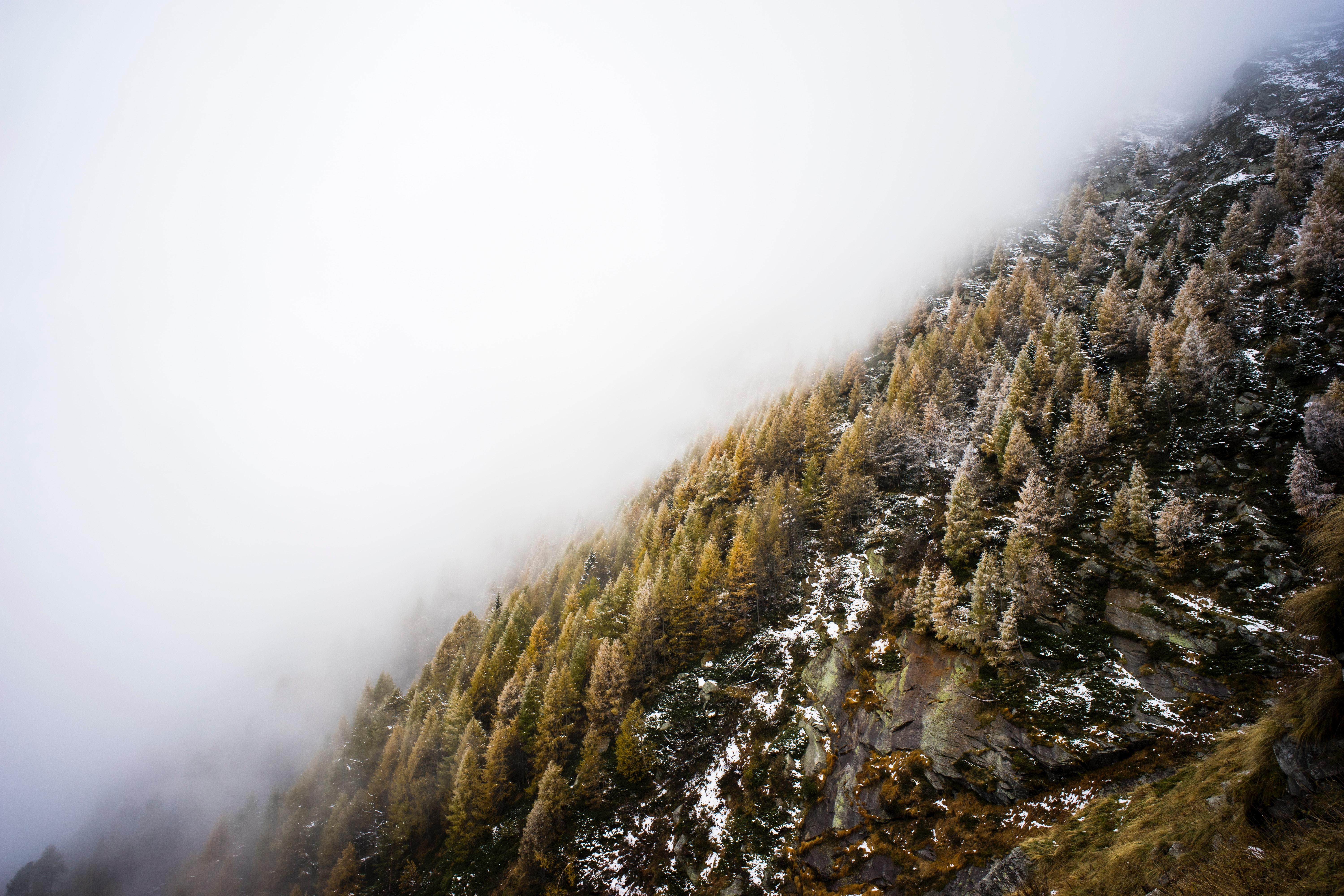 6000x4000 6000x4000 wilderness, park, cloud, fog, desktop wallpaper, snow, amazing wallpaper, wallpaper, mountain, Free image, nature, landscape, tree, desktop background, cliff, desktop background, pine, hillside, forest, fir, wallpaper. Cool