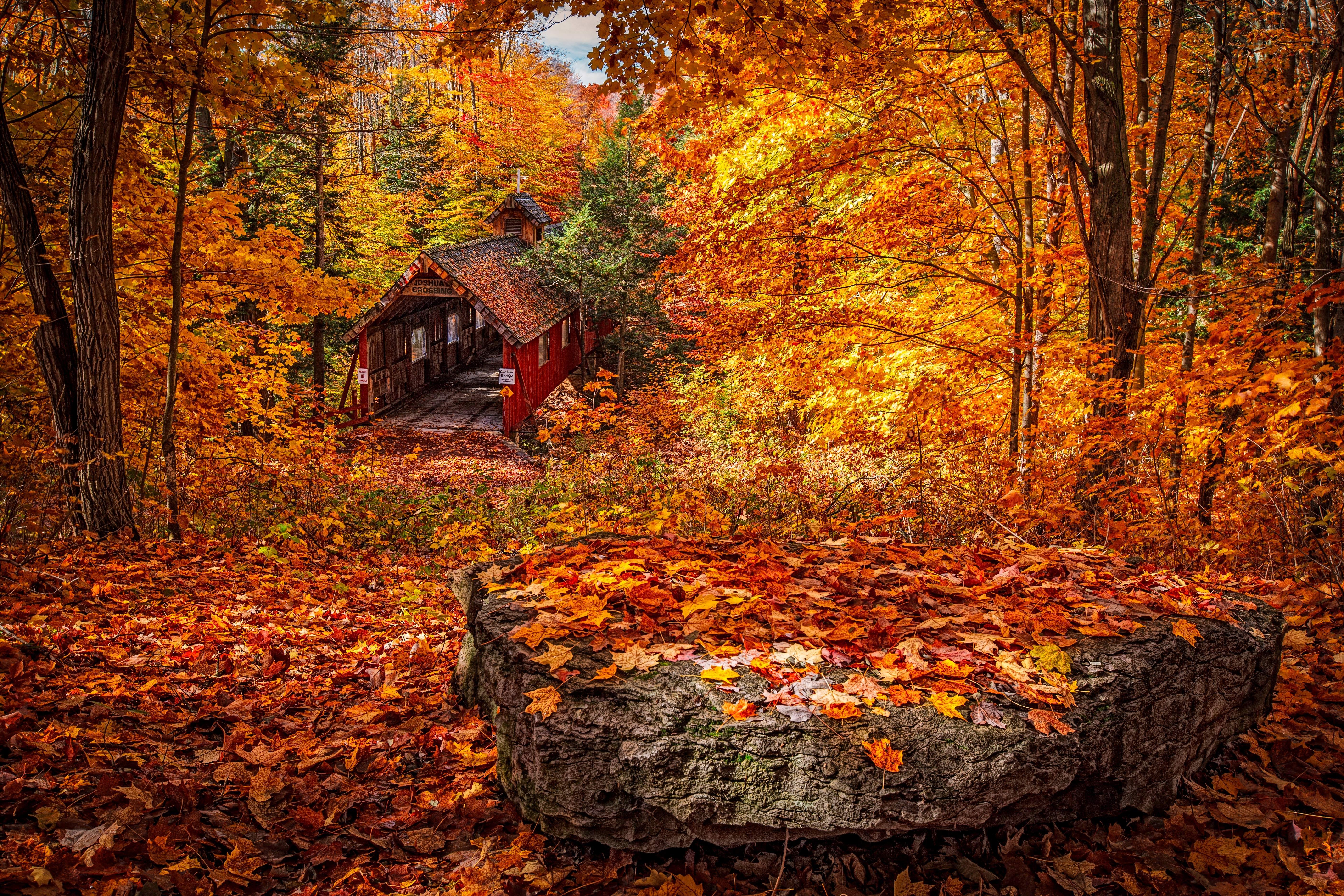 5616x3744 5616x3744 #nature, #forest, #red, #fall color, #forest floor, #northern michigan, #orange, #autumn, #tree, #forest road, #forest path, #leaves, #sunlight, #landscape, #covered bridge, #Free image, #autumnal HD Wallpaper