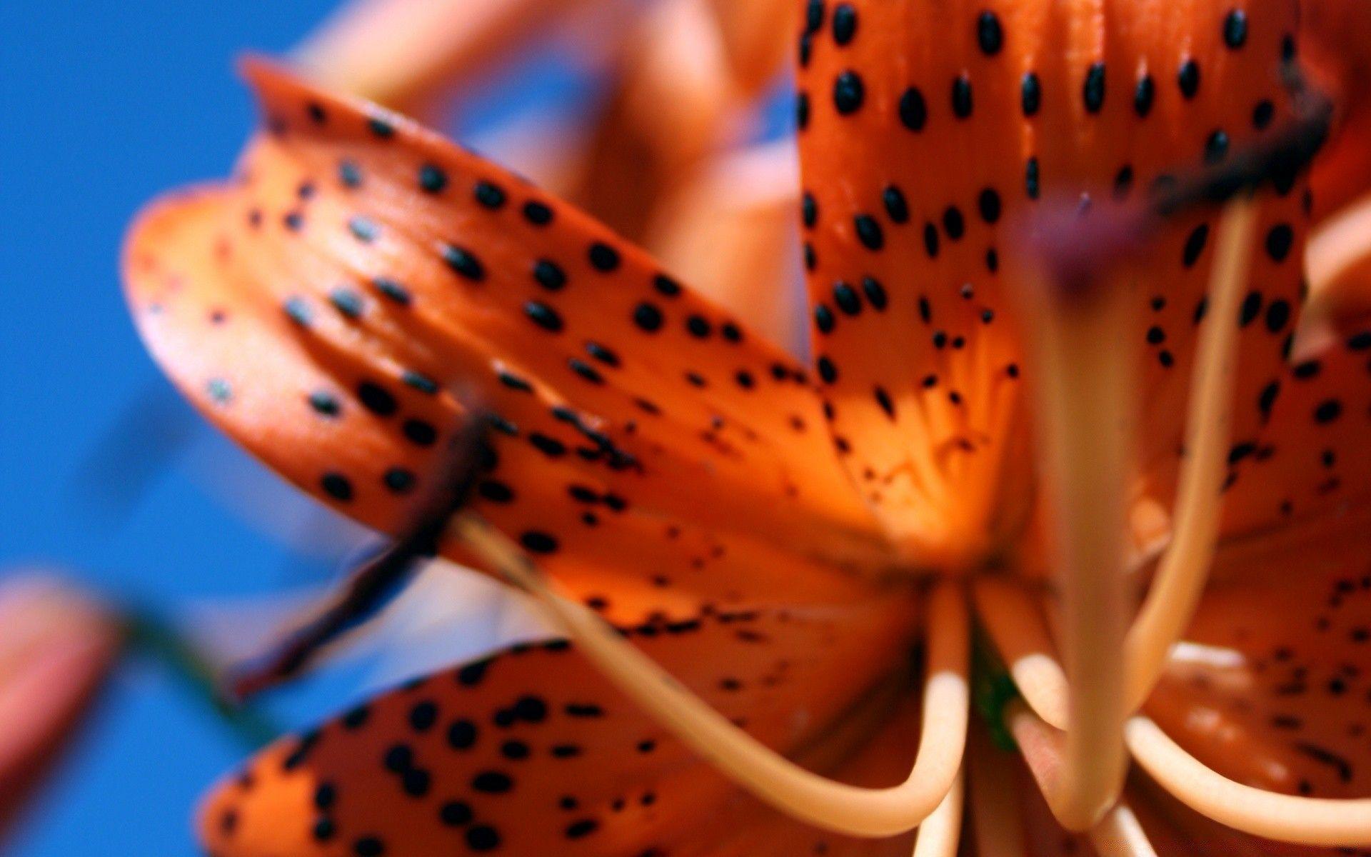 Artistic Tiger Lily Seeds Abstract Nature Artistic Tiger Lily Seeds Abstract Nature