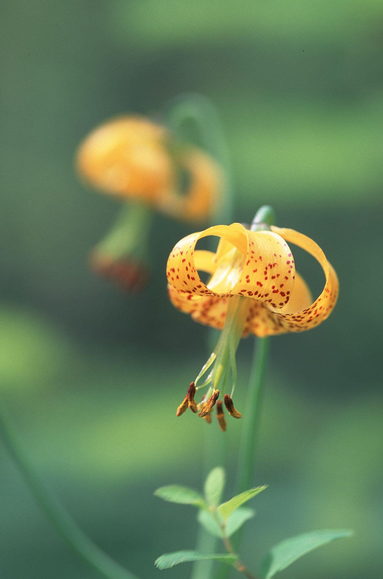 Tiger Lily iPhone Wallpapers - Top Free Tiger Lily iPhone Backgrounds