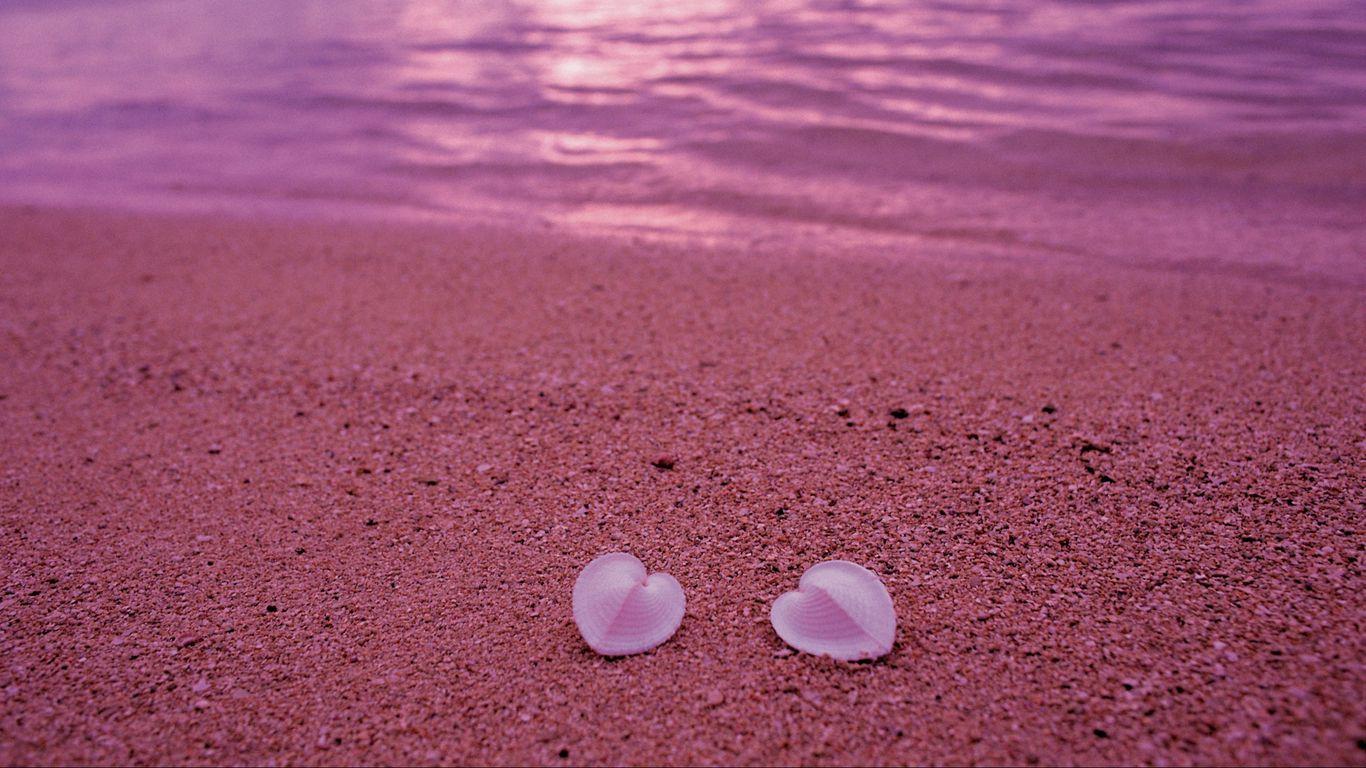 Pink Seashell Wallpapers - Top Free Pink Seashell Backgrounds