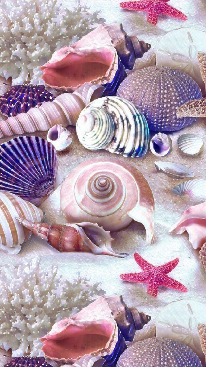 Pink Seashell Wallpapers - Top Free Pink Seashell Backgrounds