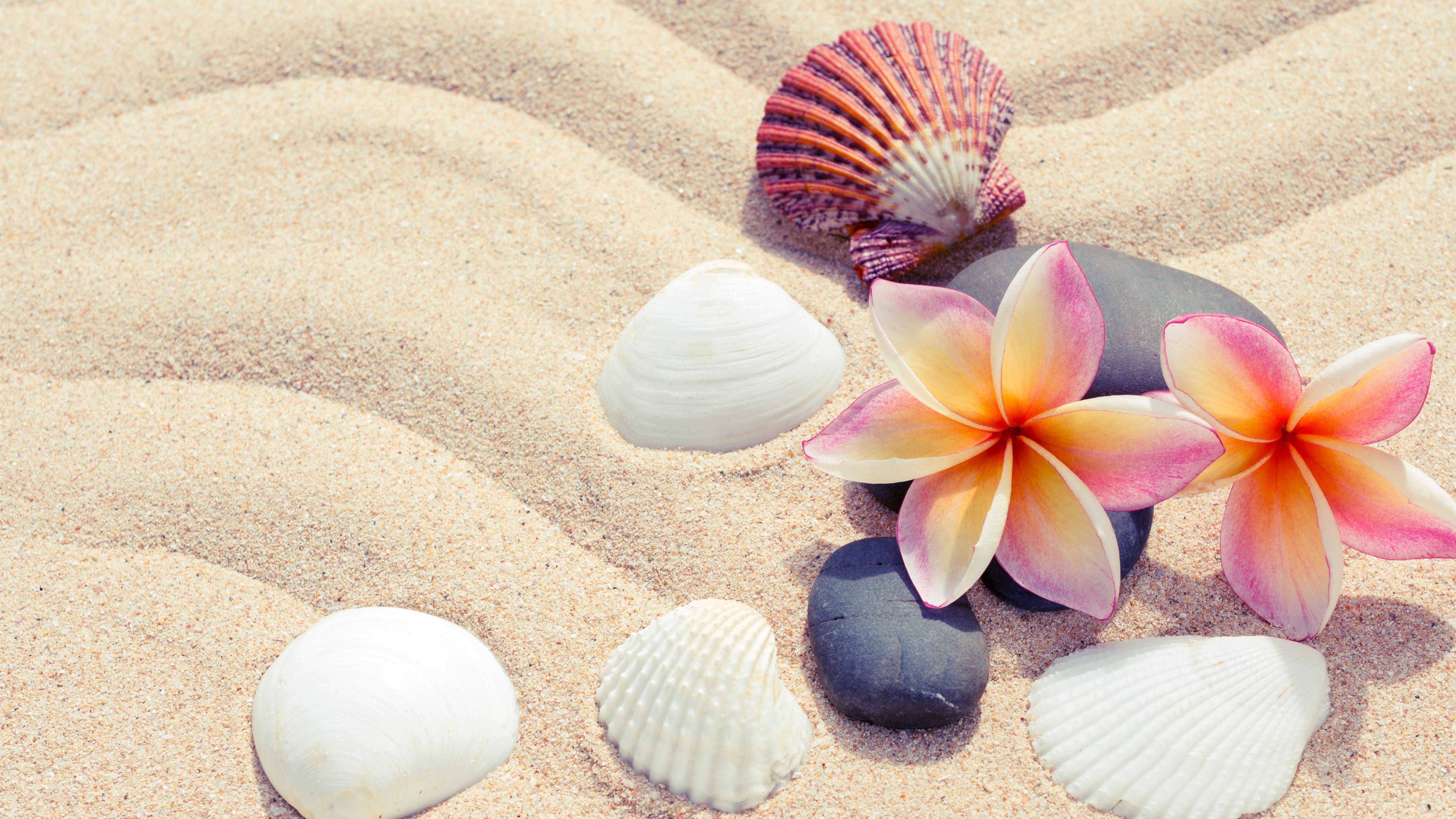 Pink Seashell Wallpapers - Top Free Pink Seashell Backgrounds