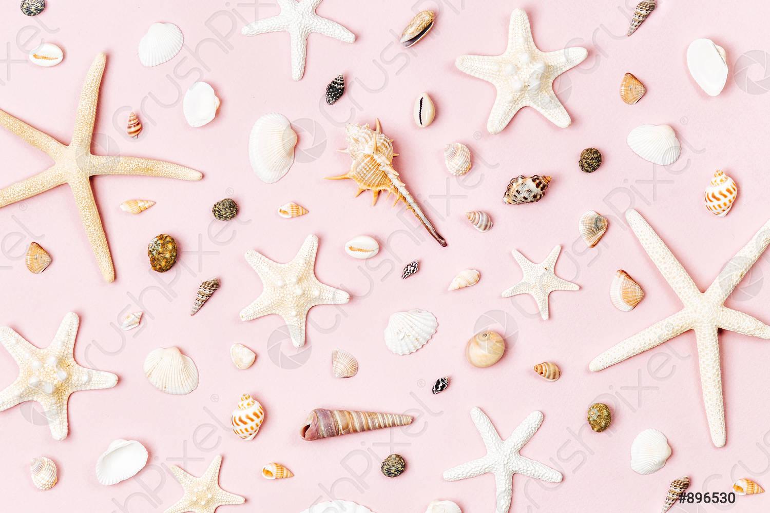 Pink Seashell Wallpapers - Top Free Pink Seashell Backgrounds