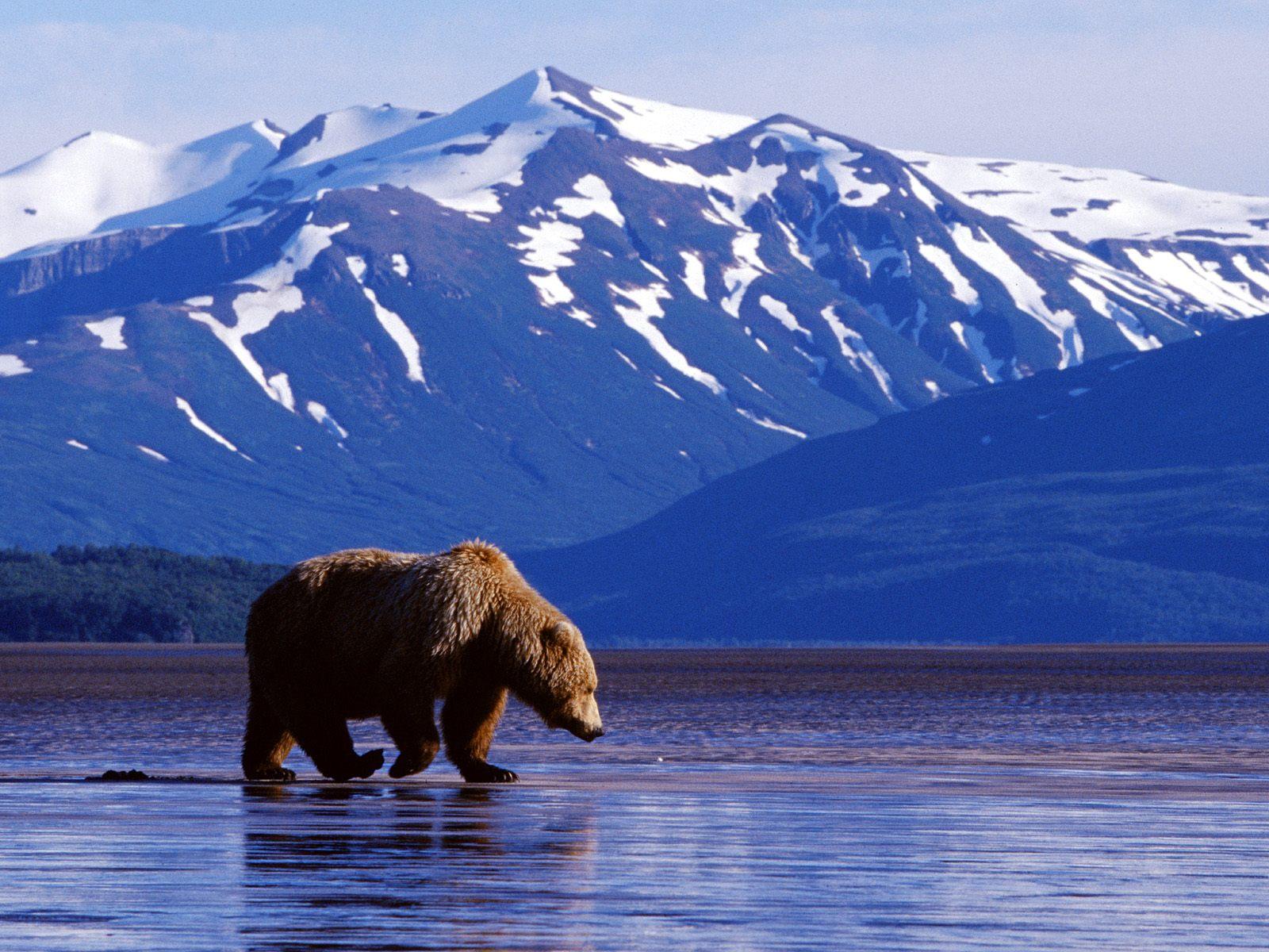 1600x1200 Alaska Wallpaper 19782 1600x1200px