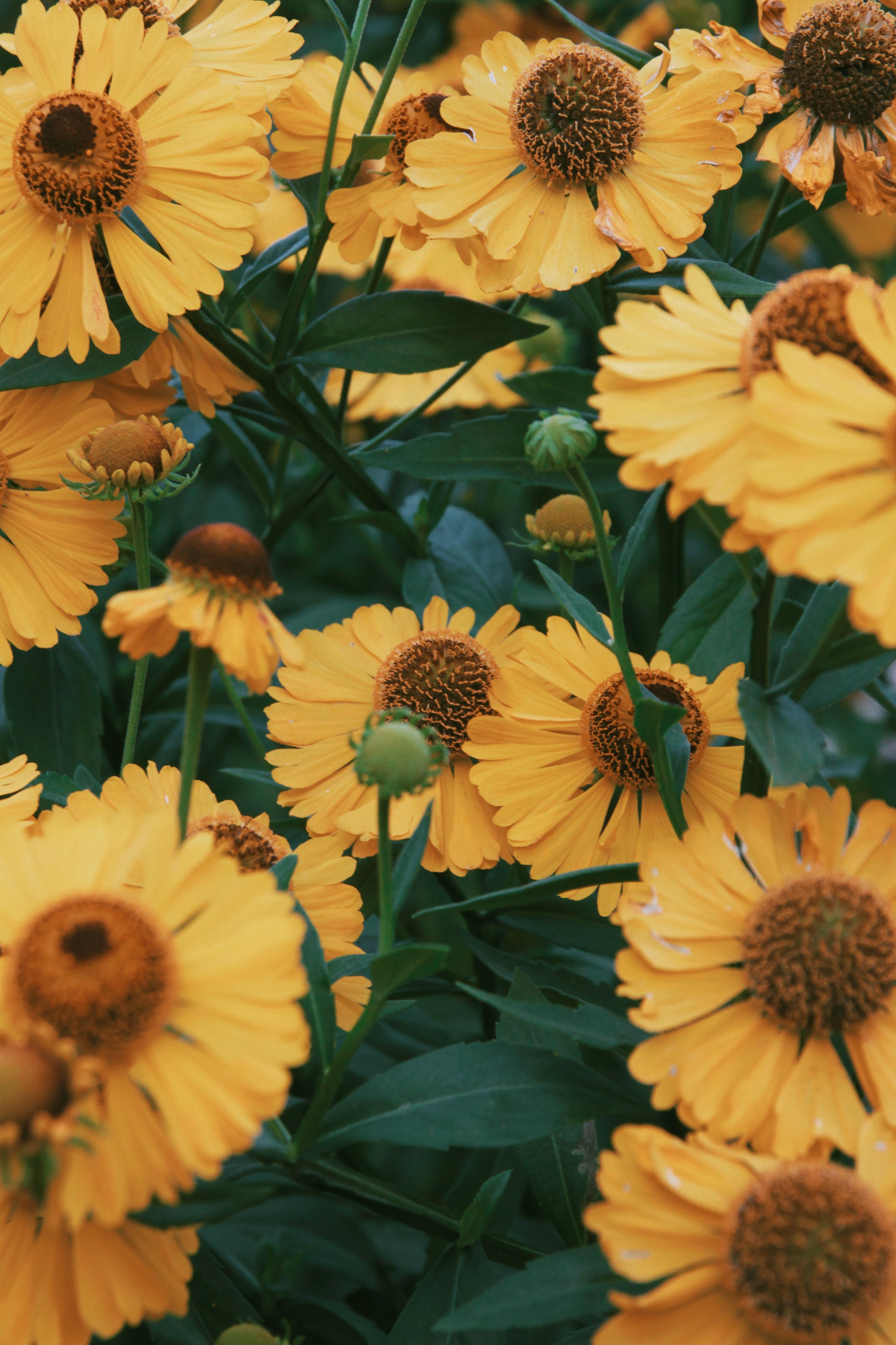 3168x4752 Yellow Sunflowers · Free