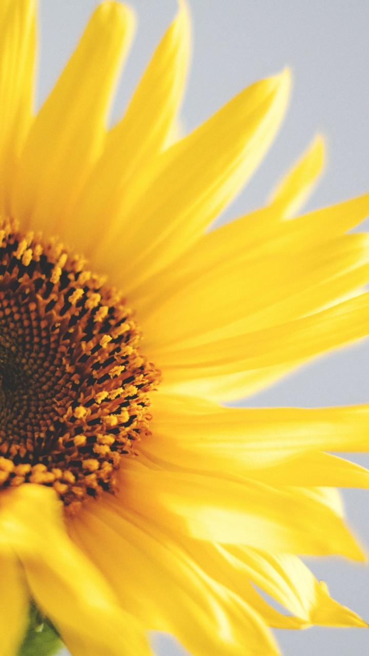 720x1280 Wallpaper sunflower, 5k, 4k wallpaper, yellow, Nature
