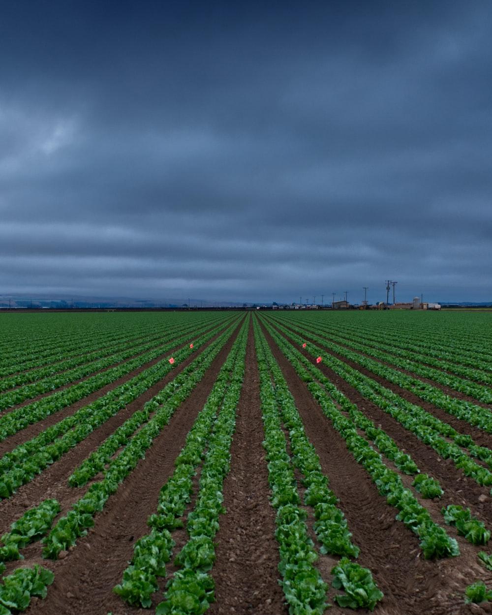 1000x1250 Agriculture Picture. Download Free Image