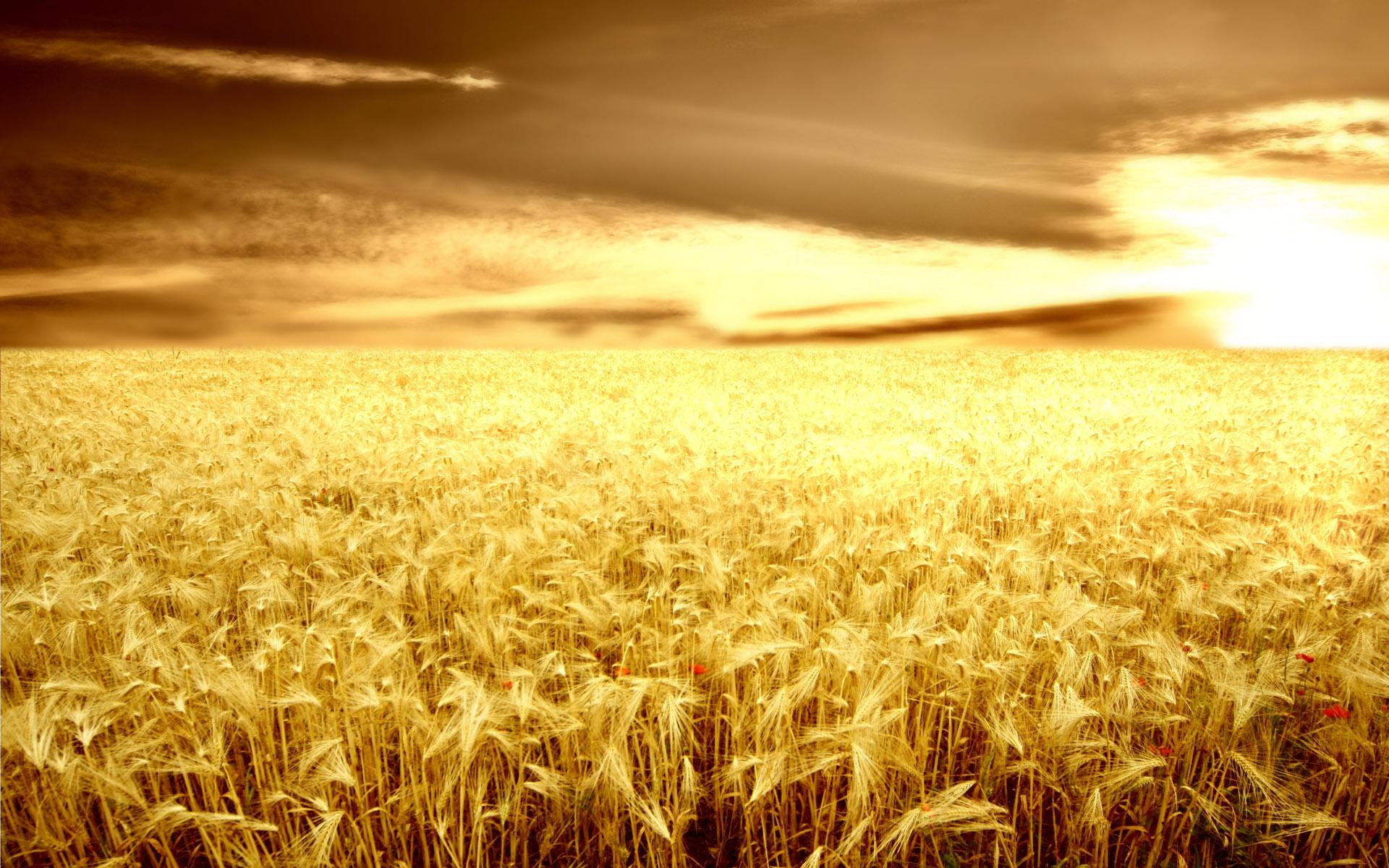1920x1200 Free Farm Wallpaper
