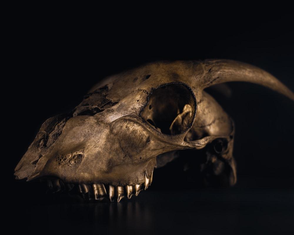 1000x800 Animal Skull Picture. Download Free Image