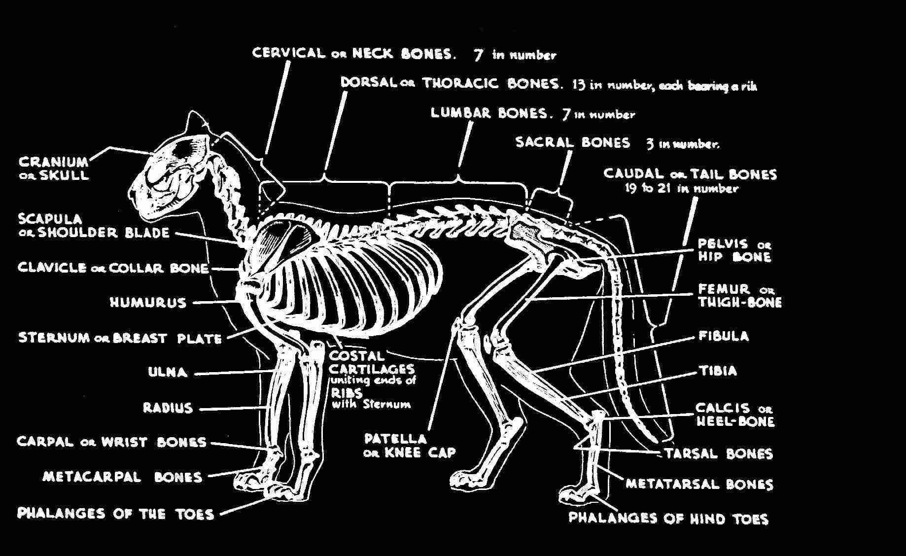 1838x1128 Cat Skeletal System Wallpaper and Background Imagex1128