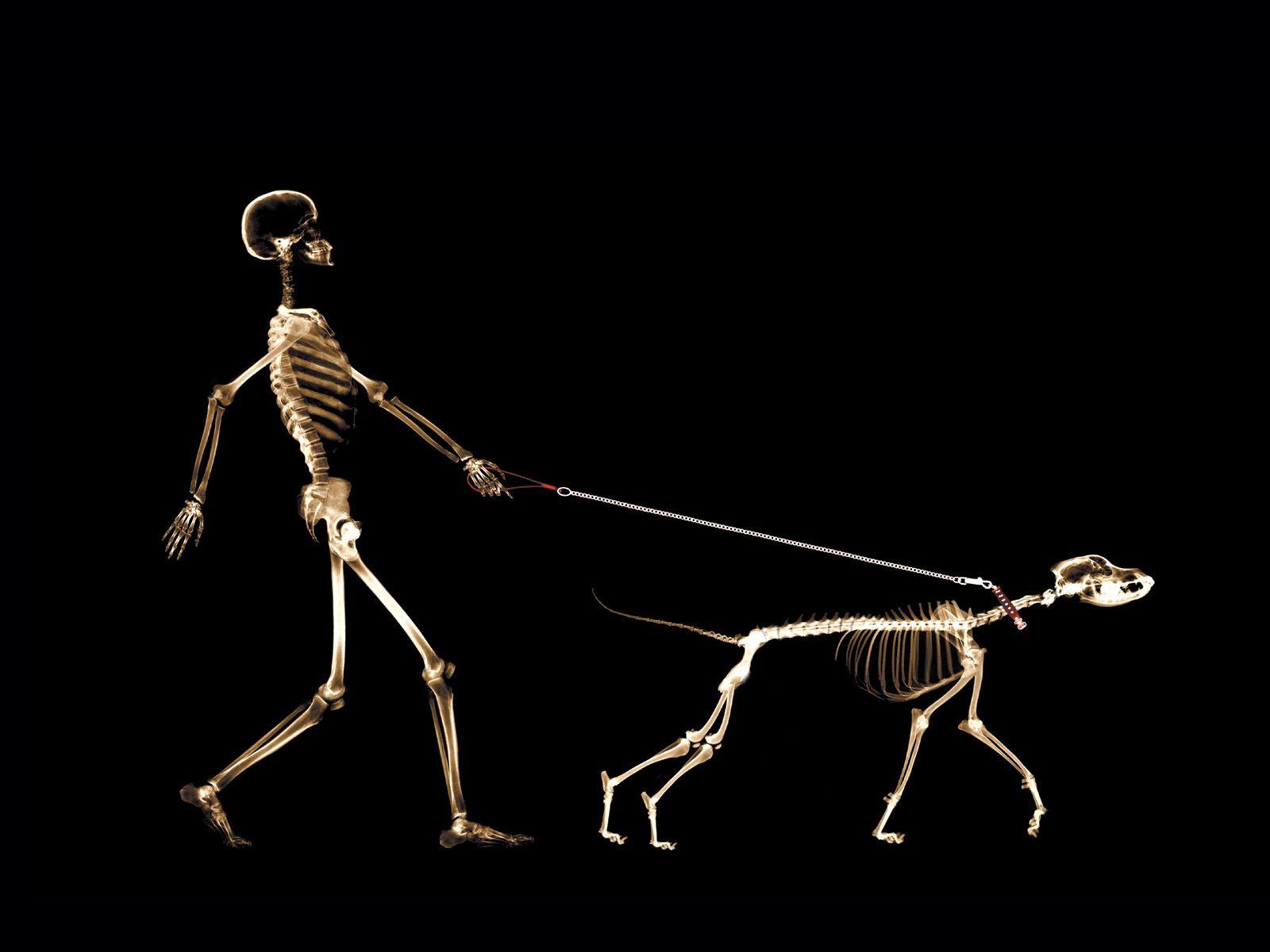 Animal Skeleton Wallpapers  Top Free Animal Skeleton Backgrounds   WallpaperAccess