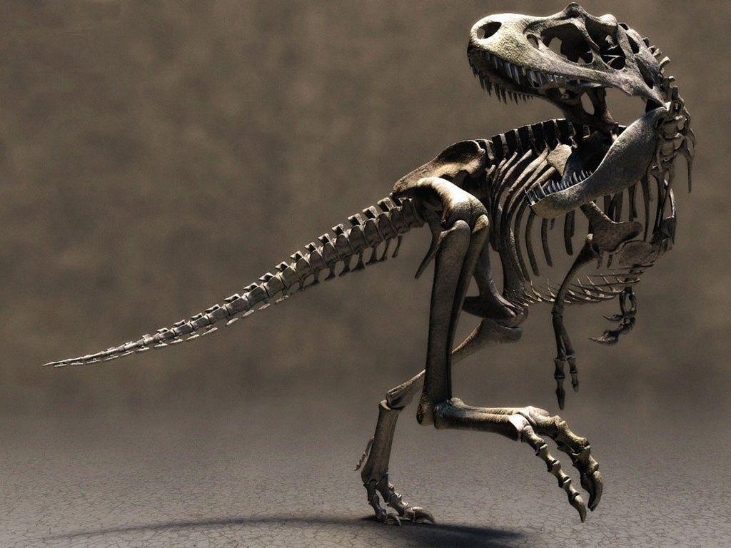 1024x768 Dinosaur skeleton wallpaper. Dinosaur wallpaper, Real dinosaur, Dinosaur fossils