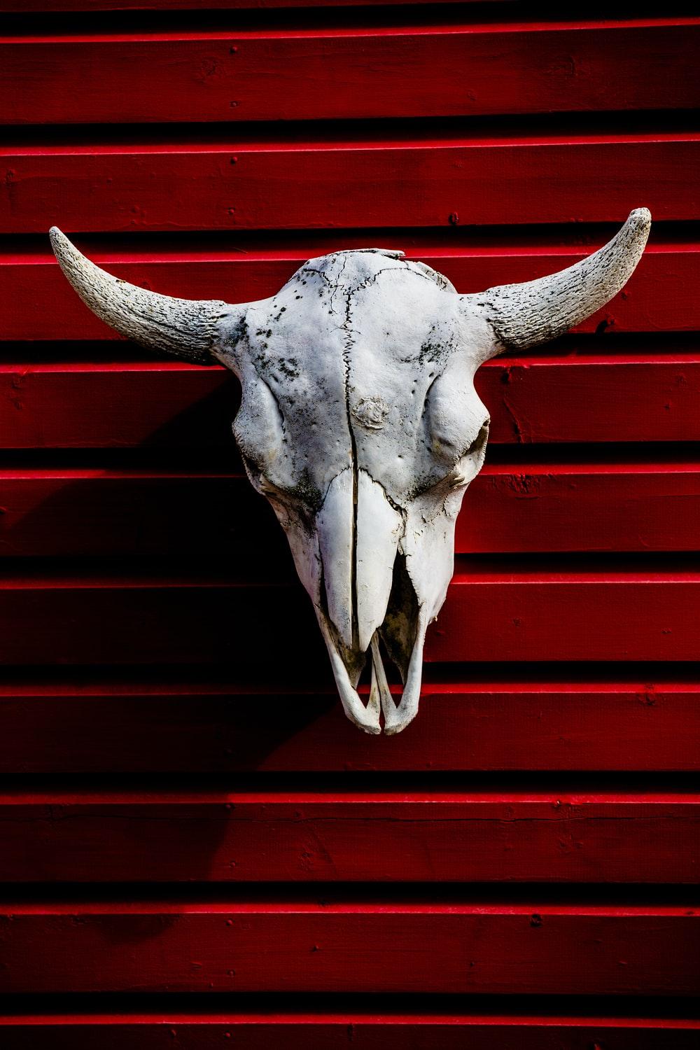 1000x1500 Animal Skull Picture. Download Free Image