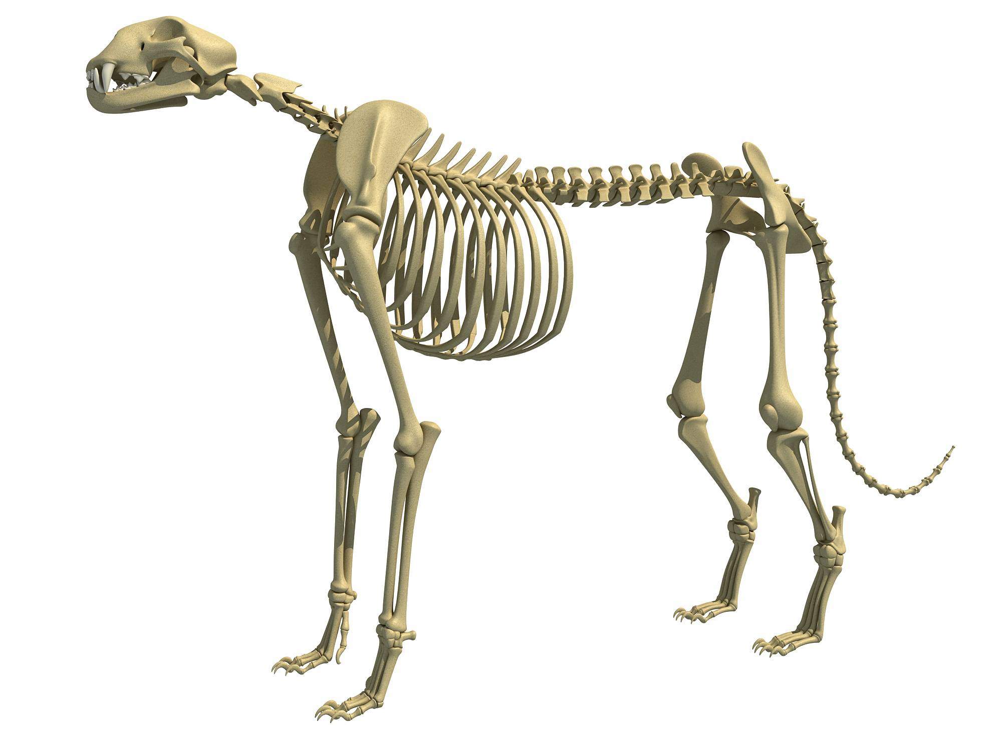 2000x1500 Animal Skeletons 3D Model