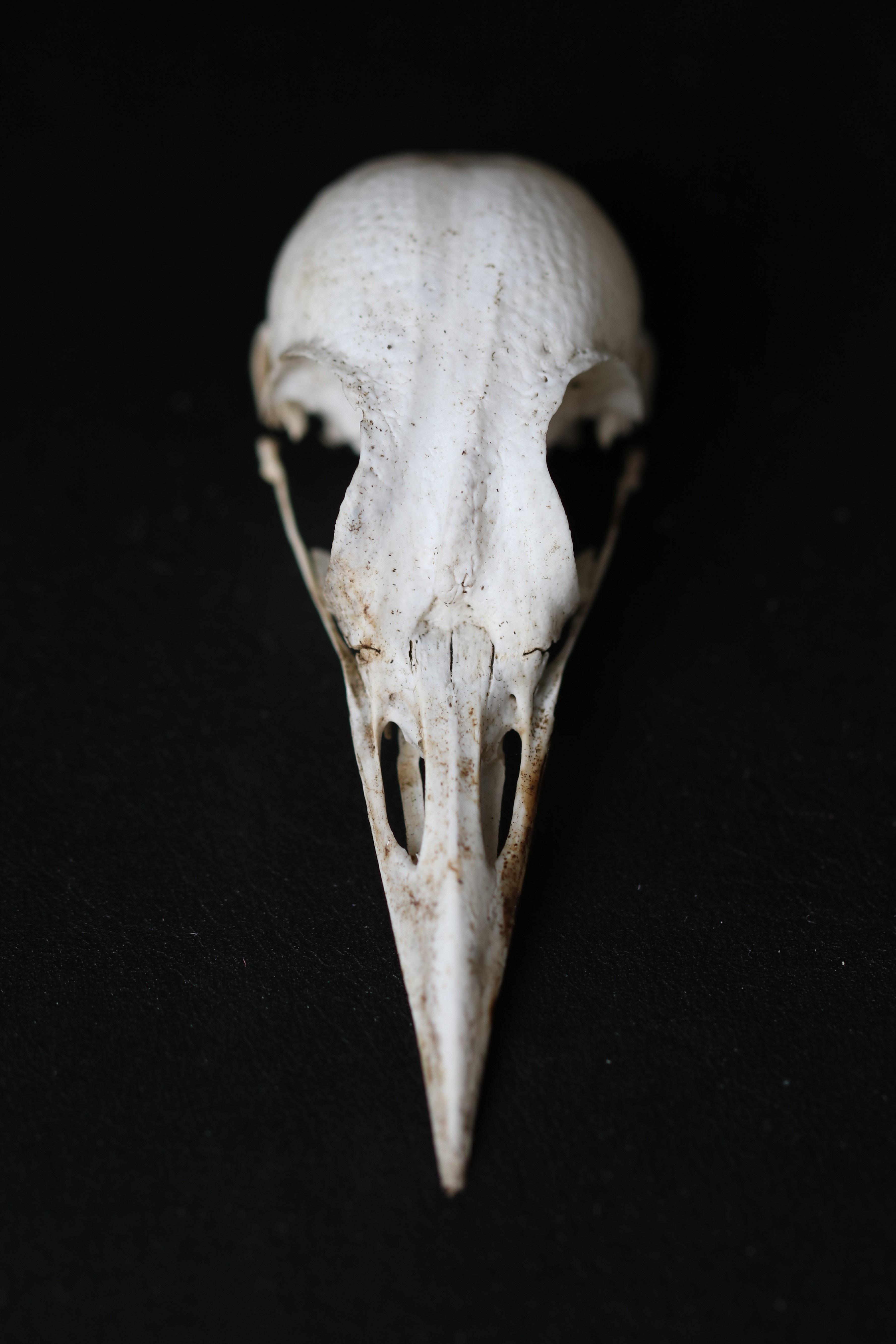 3554x5332 White Animal Skull On Black Surface · Free