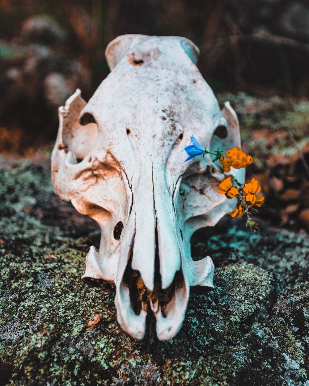 1000x1250 Bull Skull Picture. Download Free Image