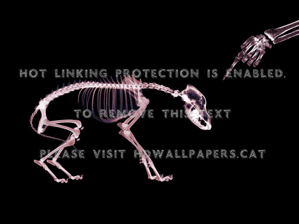 1024x768 X Ray Dog Skull Skeleton Abstract