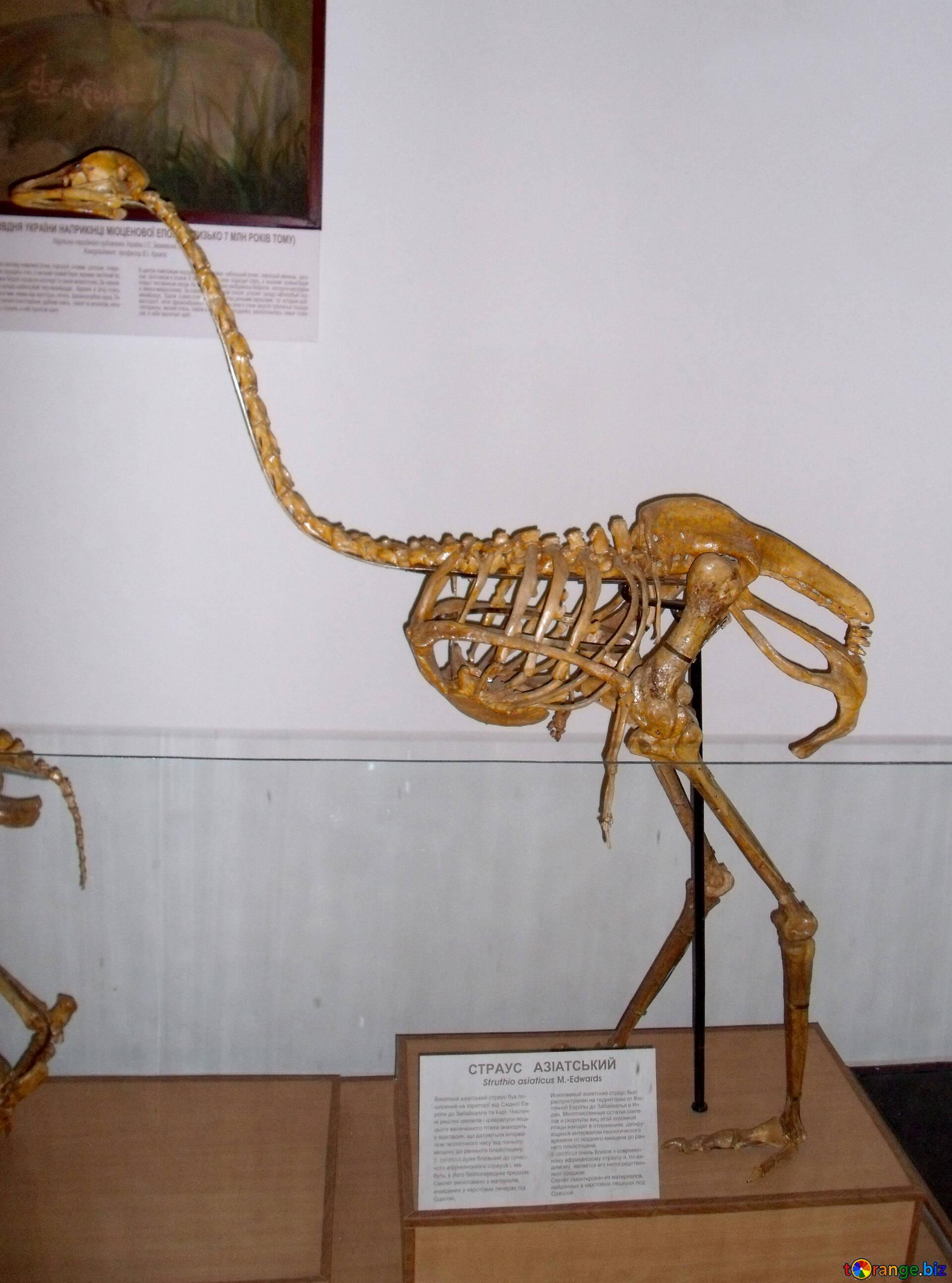 1920x2587 Ostriches Image The Skeleton Of An Ostrich Image Bird № 21447. Torange.biz Free Pics On Cc By License