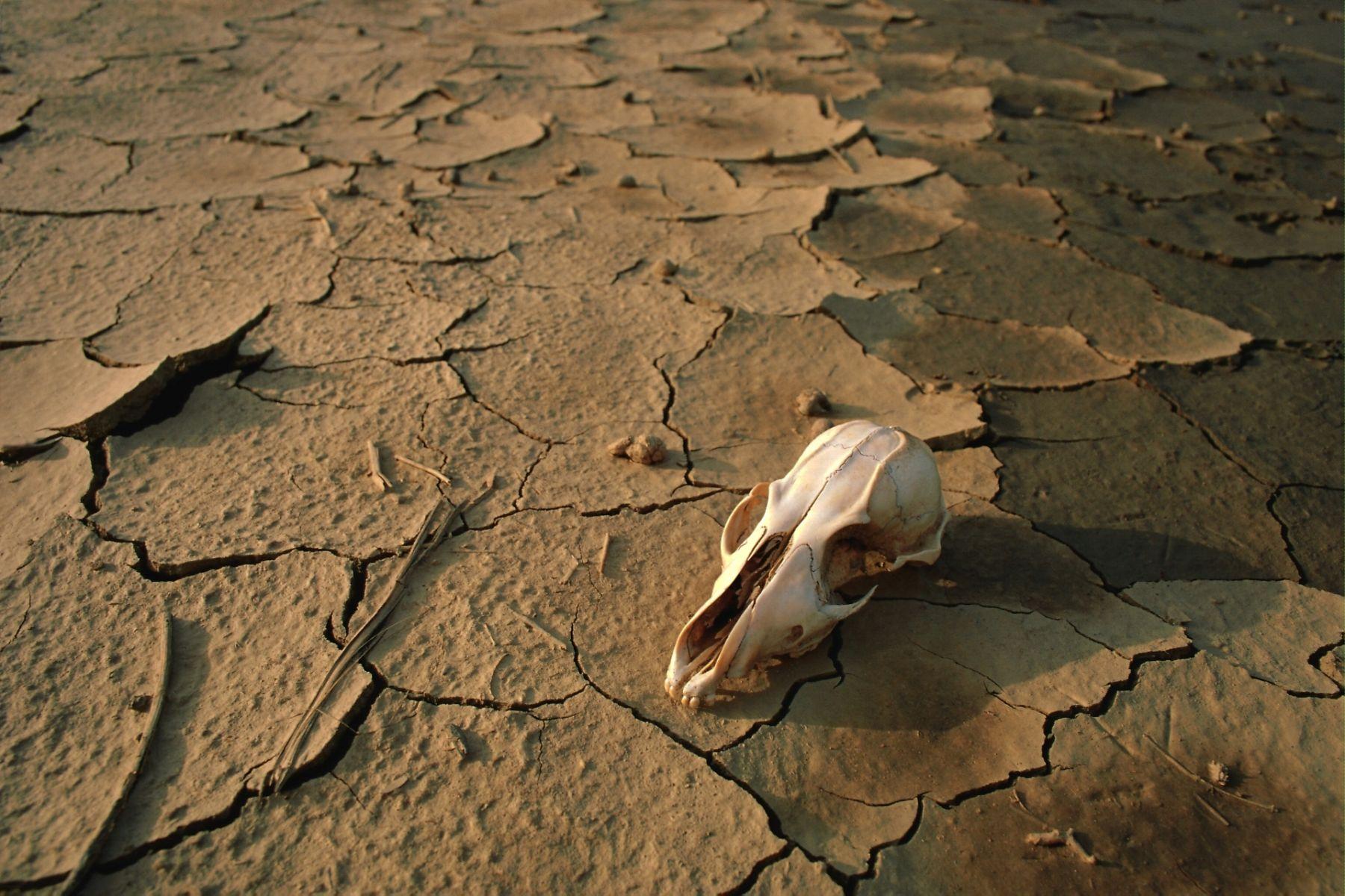 1800x1200 Animal Skull In Dry Soil. HD Animals and Birds Wallpaper for Mobile and Desktop