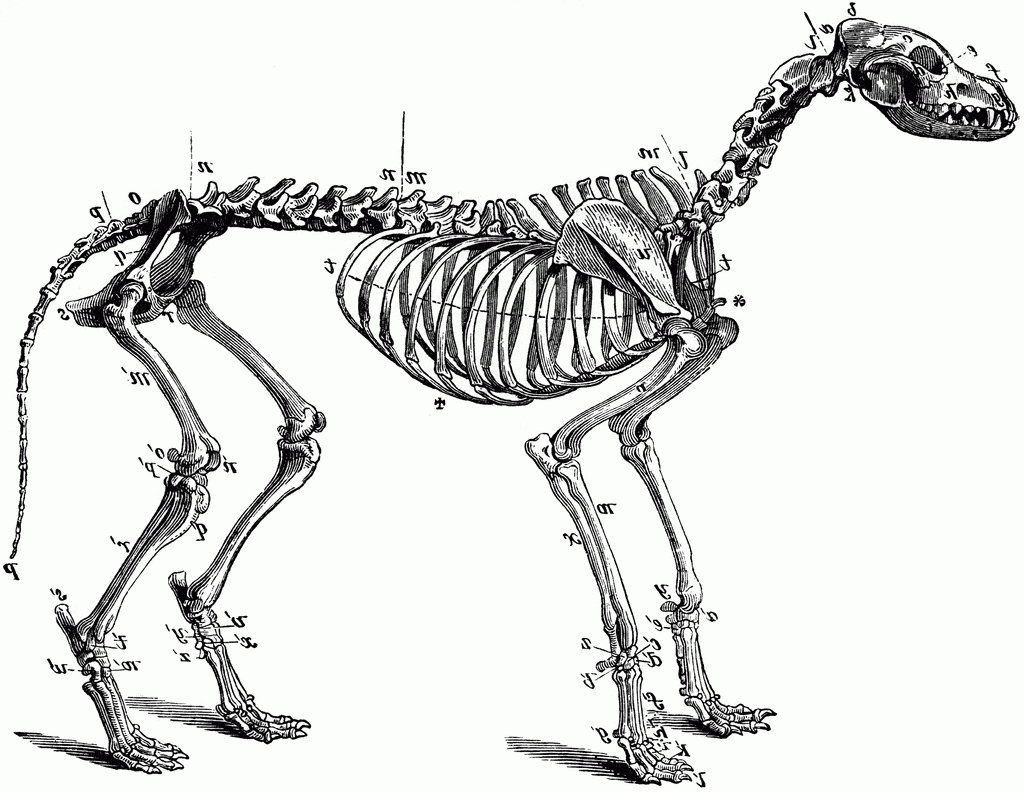 1024x792 Free Dog Skeleton Clipart, Download Free Dog Skeleton Clipart png image, Free ClipArts on Clipart Library