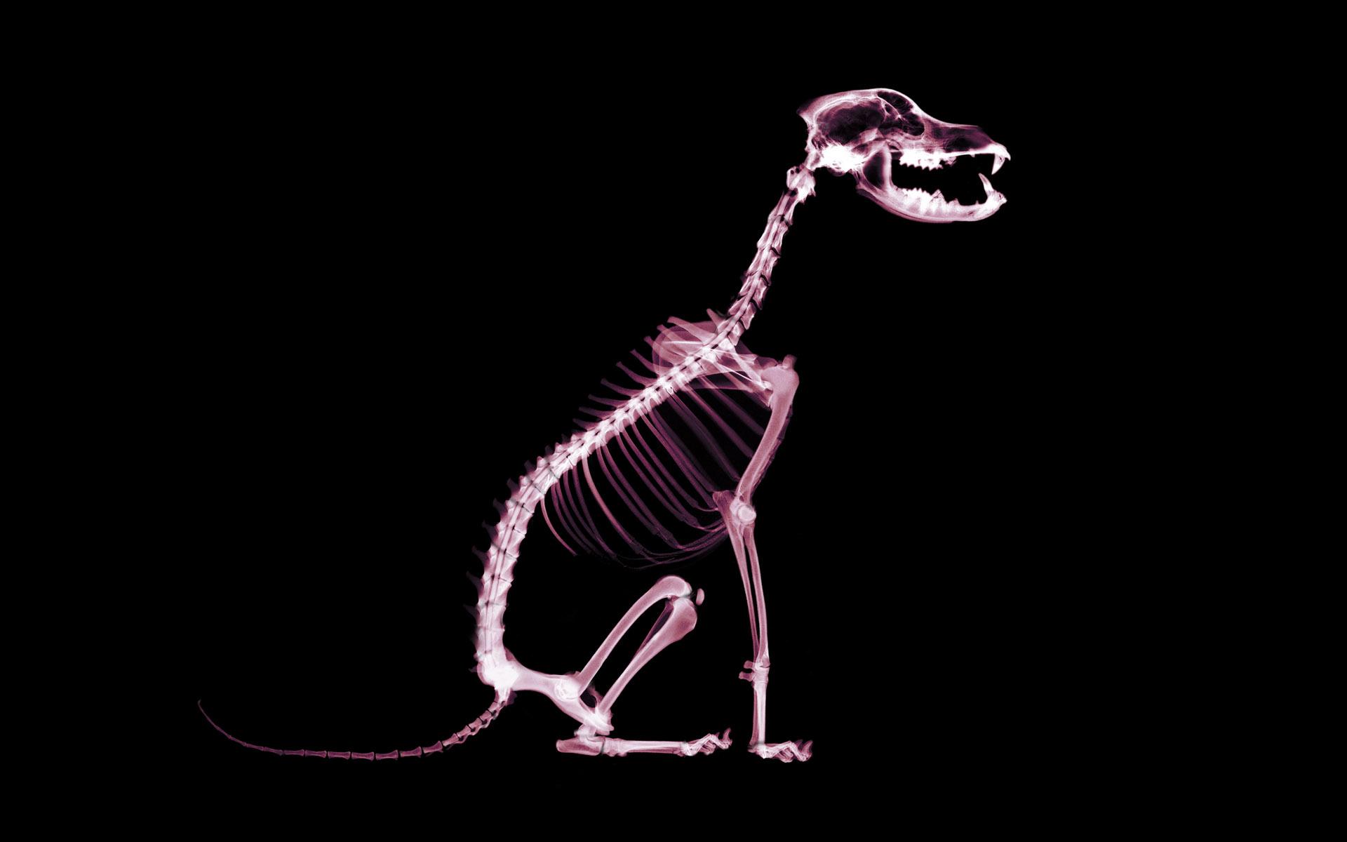 1920x1200 Free download Skeleton dog wallpaper and image wallpaper picture photo [1920x1200] for your Desktop, Mobile & Tablet. Explore Funny Skeleton Wallpaperd Skull Wallpaper, Free Skull Wallpaper, Skull Wallpaper For Desktop