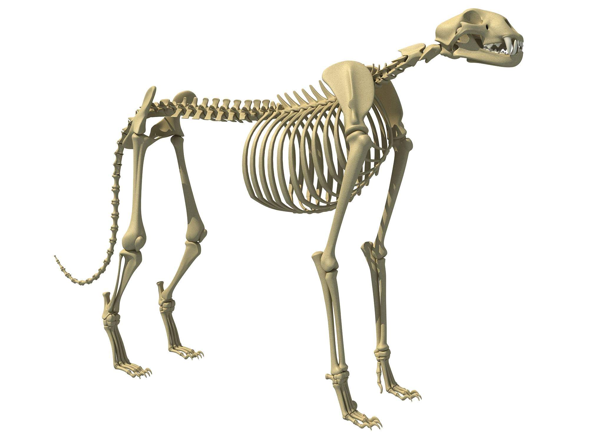 2000x1500 African Animal Skeleton Pack 3D Model