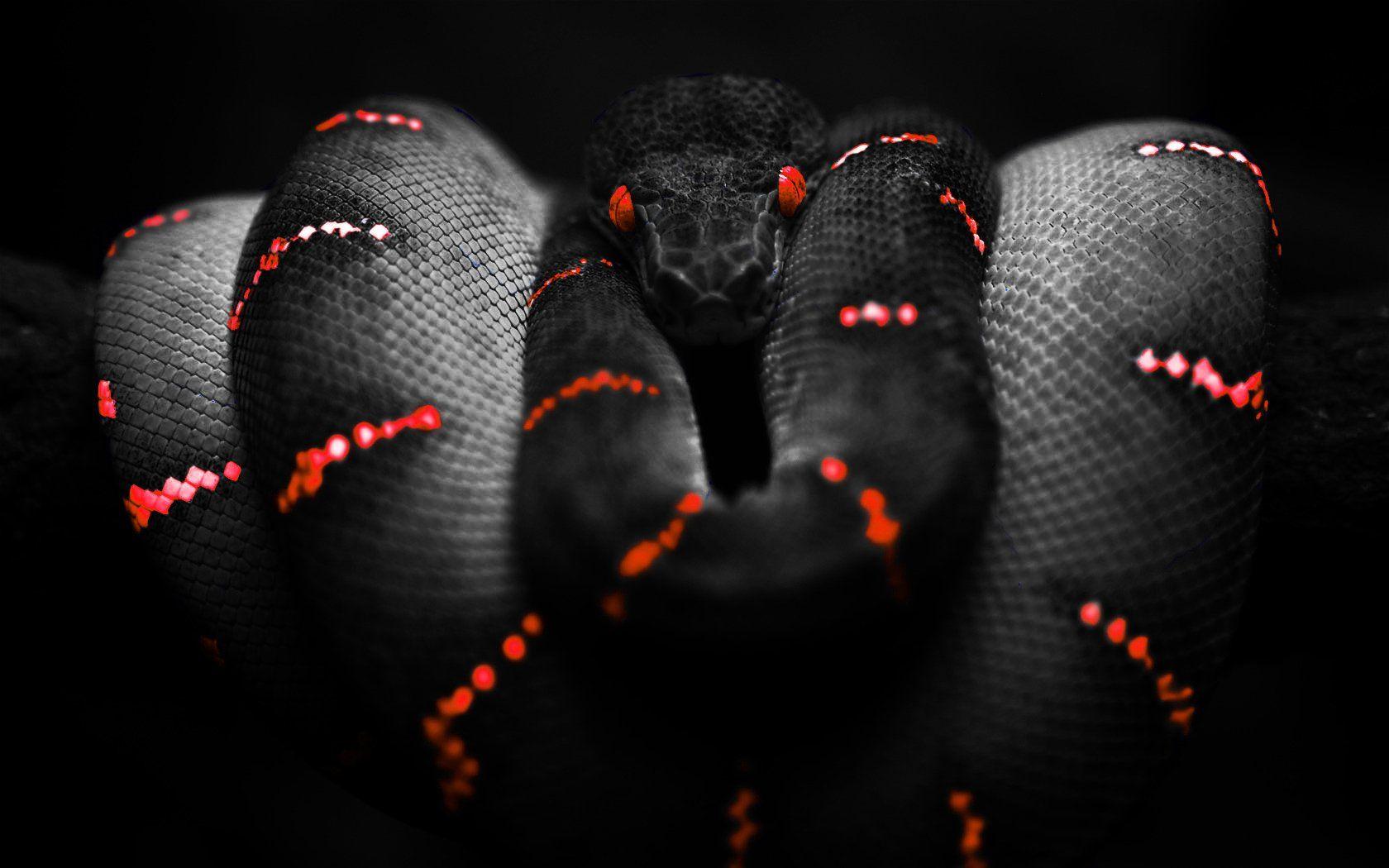 3D Snake Wallpapers & Animated Phone Wallpapers 4K