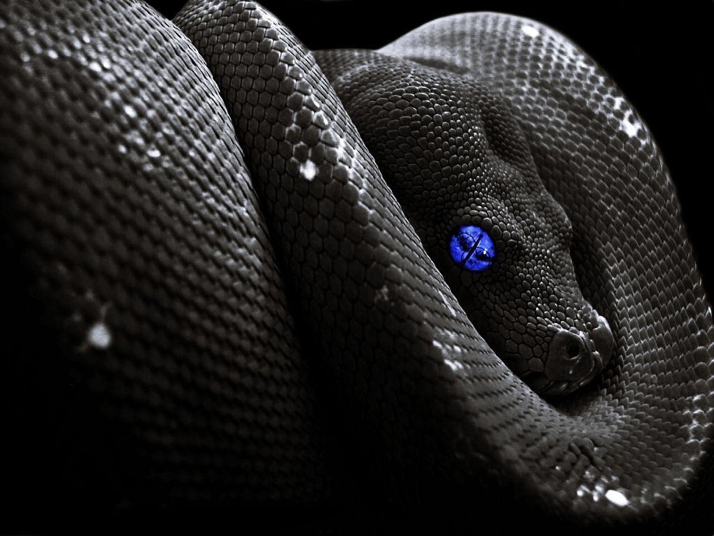 Black Snake HD Wallpapers - Top Free Black Snake HD Backgrounds