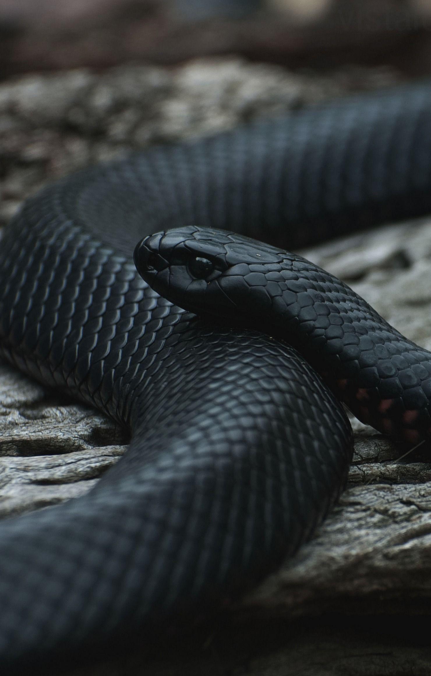 Black Snake HD Wallpapers - Top Free Black Snake HD Backgrounds