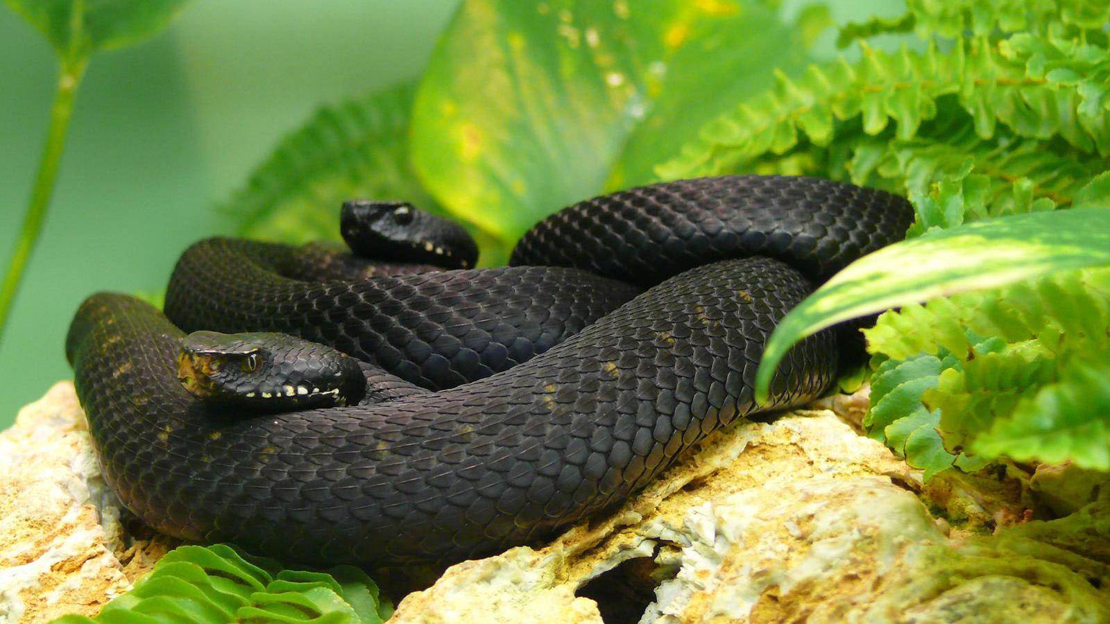 1600x900 Snake Wallpaper