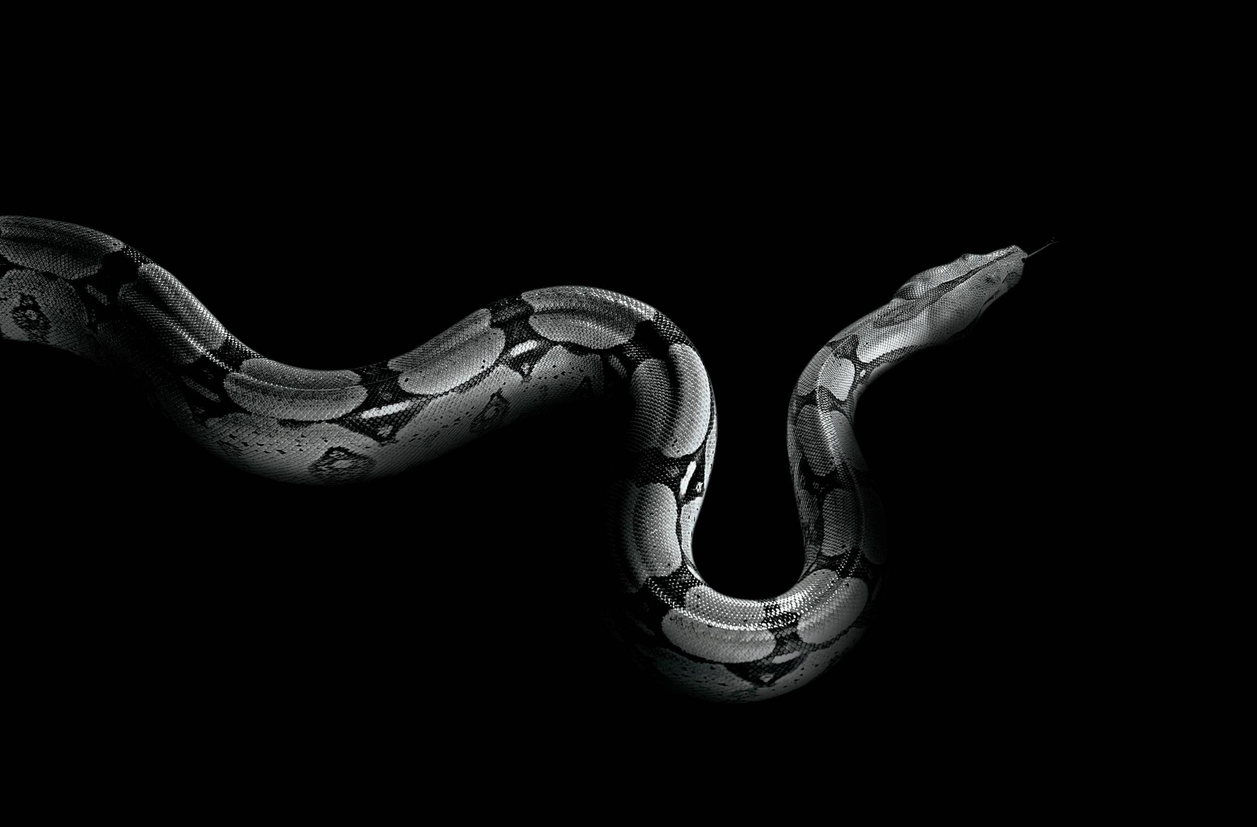 Black Snake HD Wallpapers Top Free Black Snake HD Backgrounds WallpaperAccess