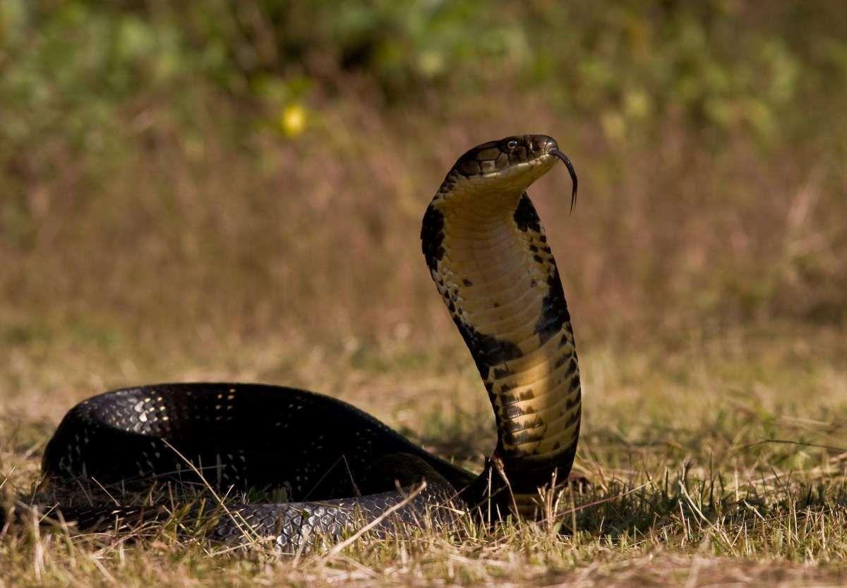 1200x834 Awesome Cobra Snake HD Wallpaper