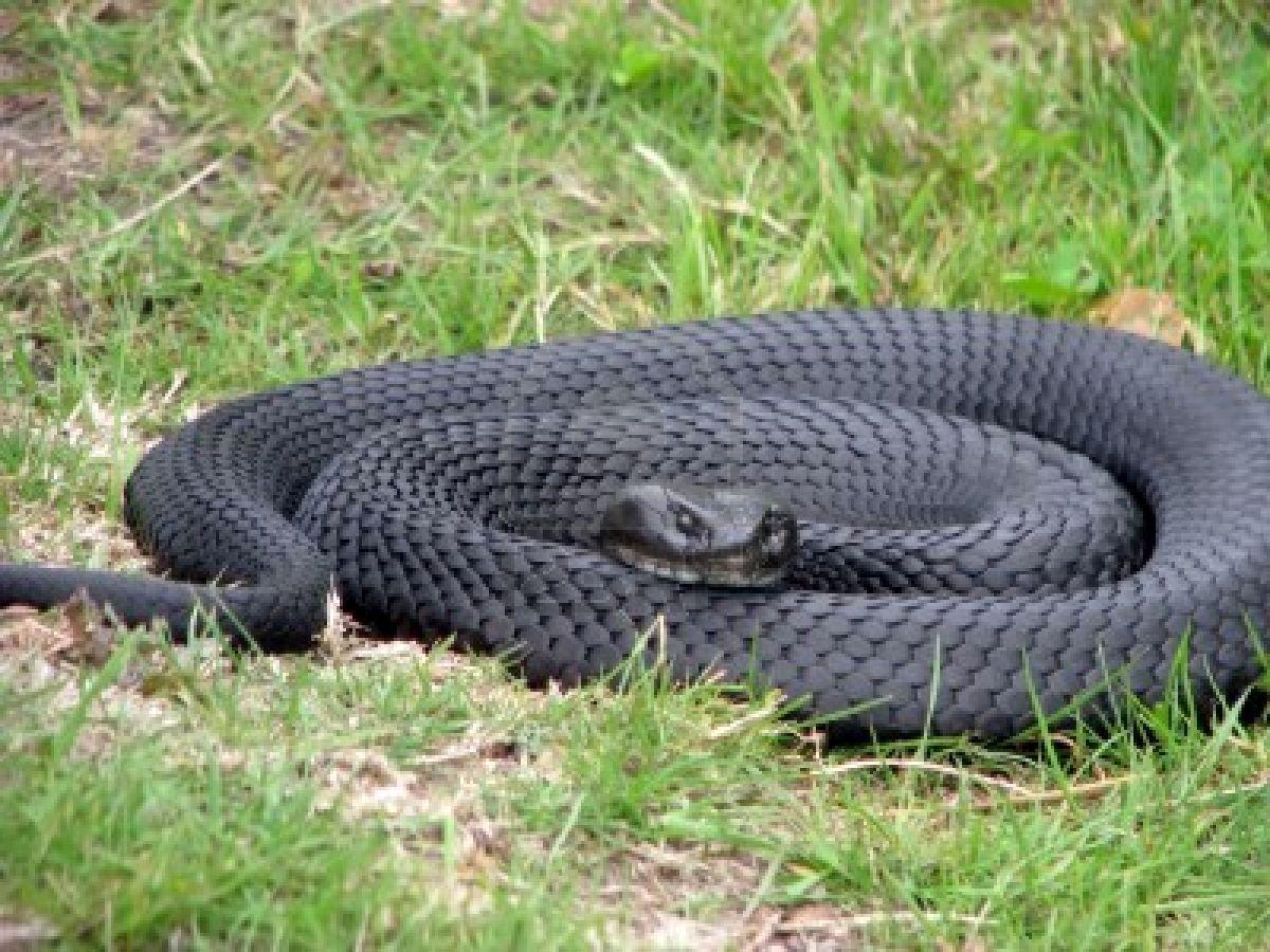 1200x900 Yellow Wallpaper: Black Snake HD Wallpaper