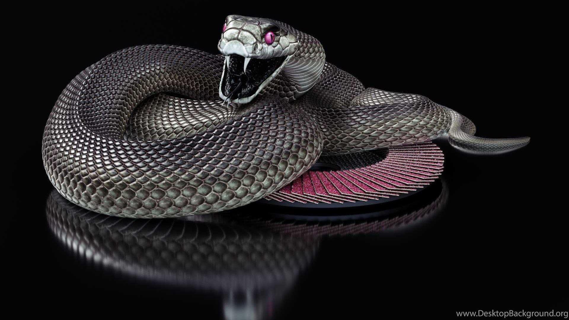 Red Snake In A Black Background Pictures Of Snakes Background Image And  Wallpaper for Free Download