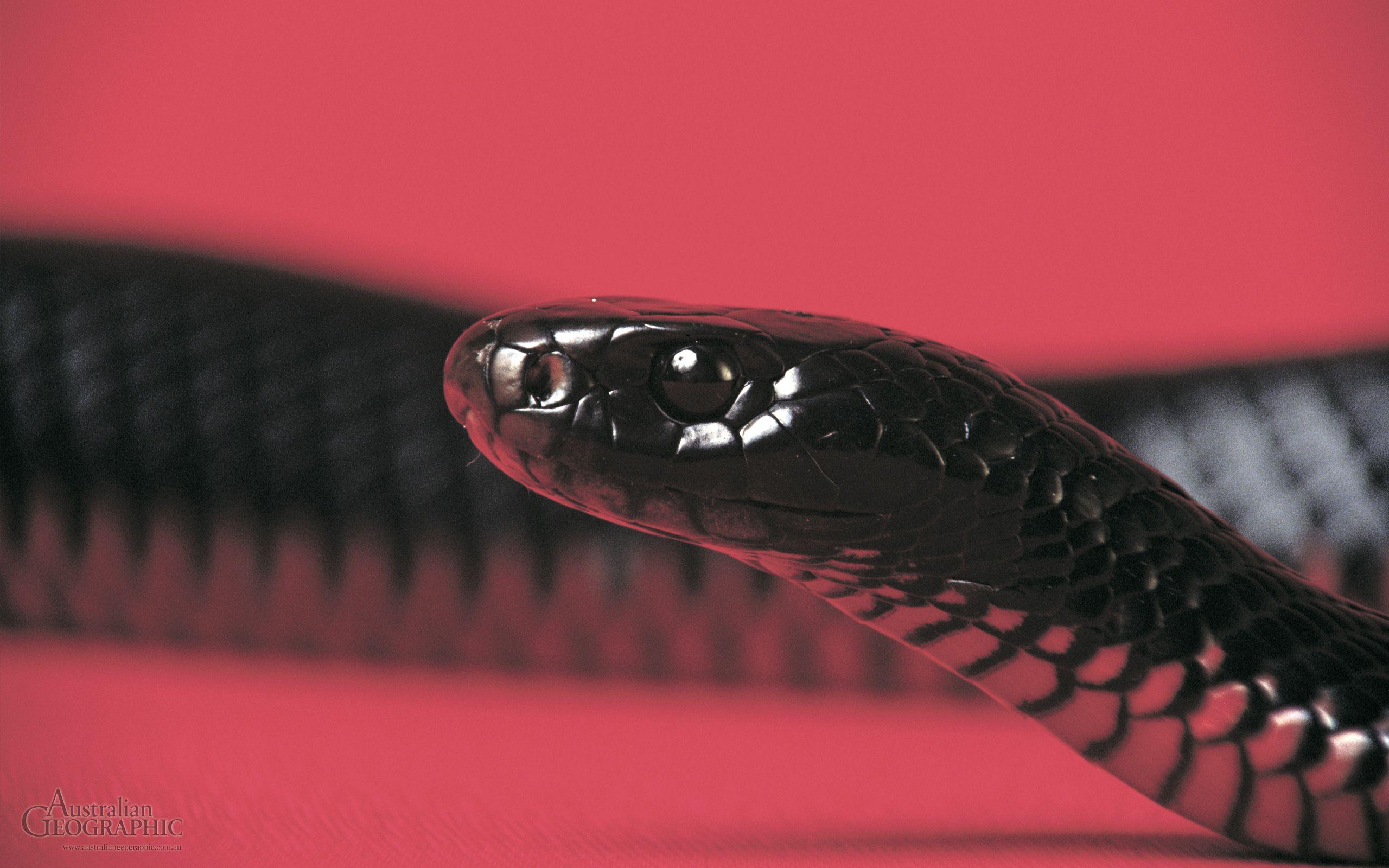 The Snake Stud – IAMELENI