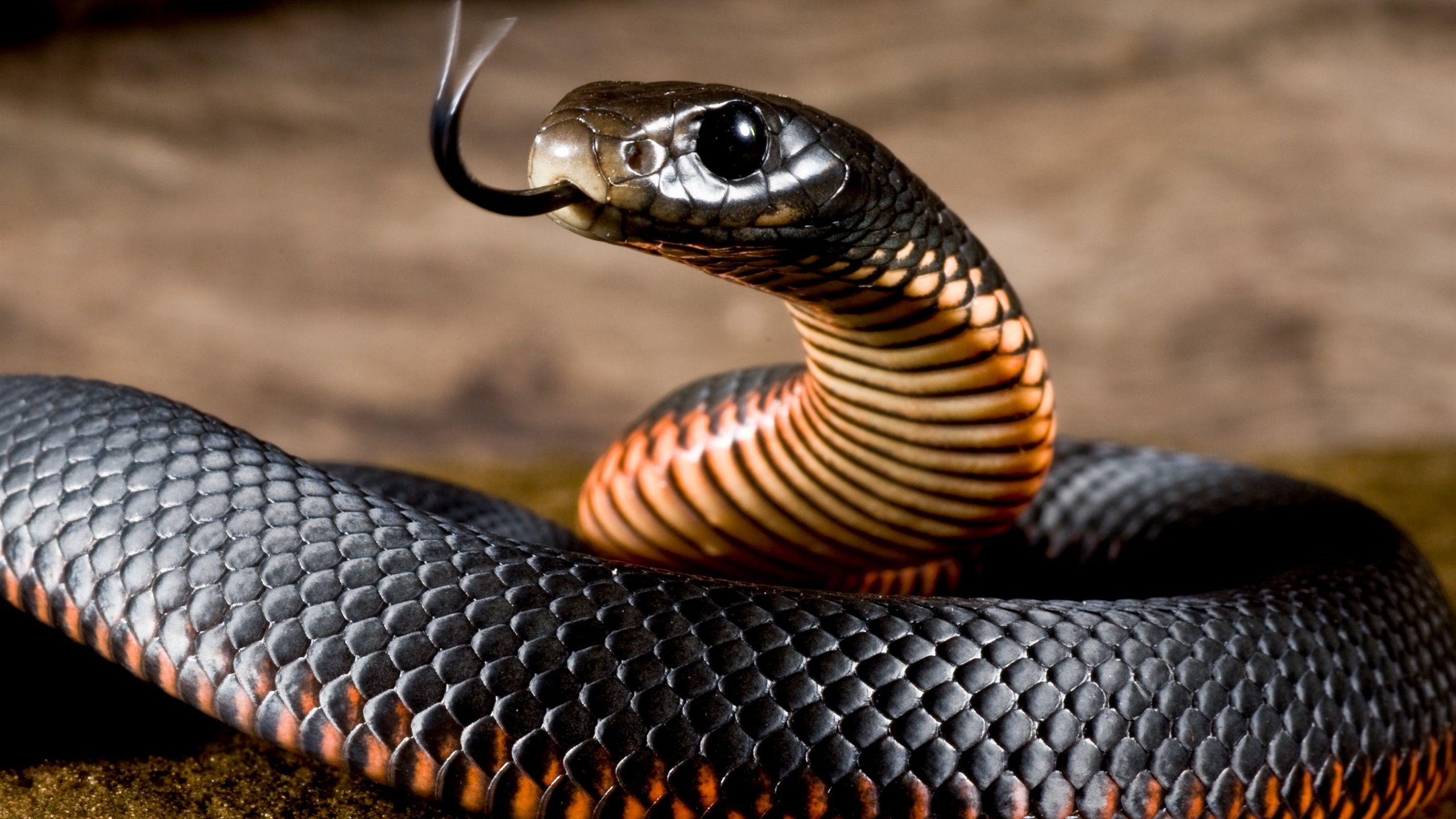 Black Snake HD Wallpapers - Top Free Black Snake HD ...