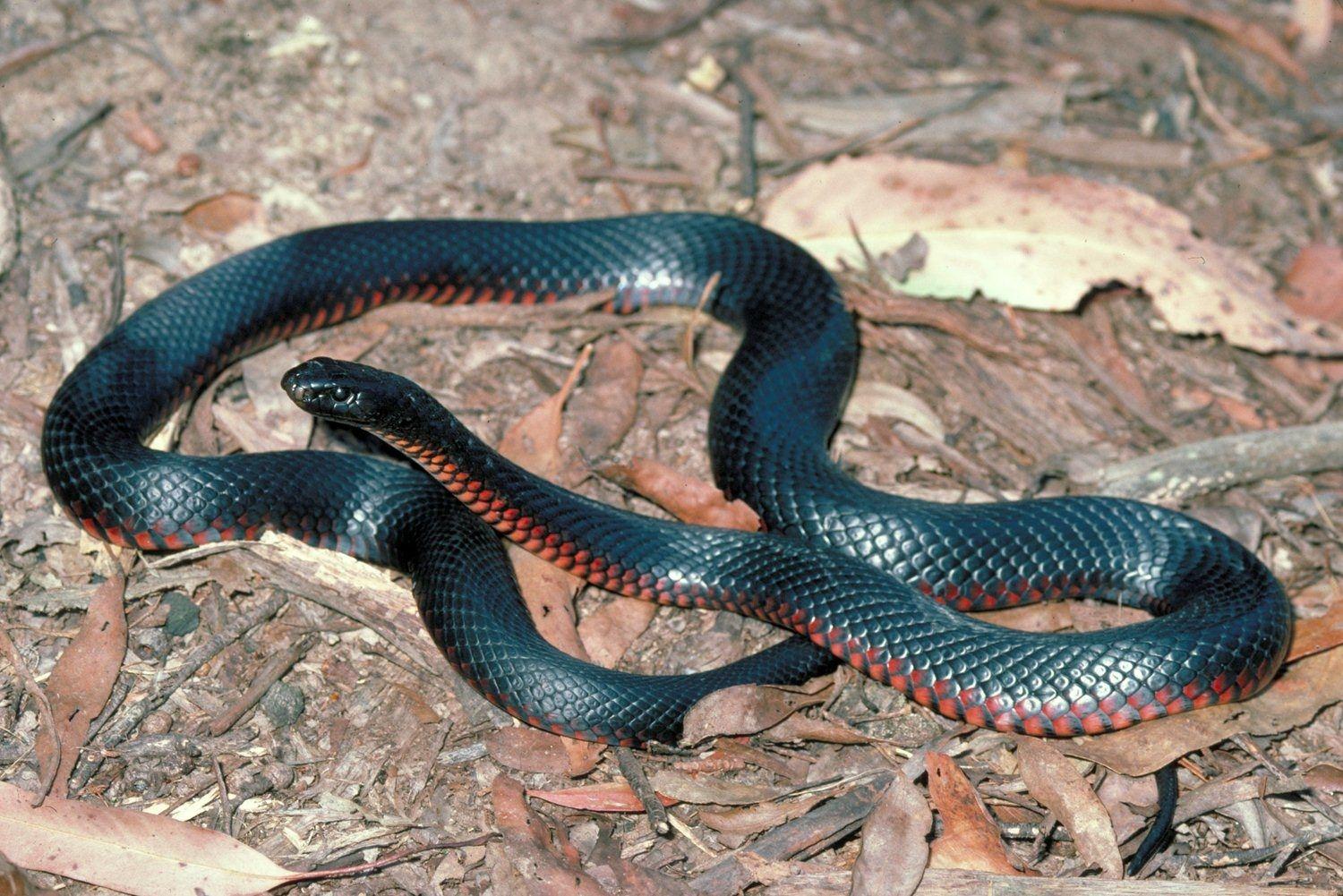 1500x1001 Red Bellied Black Snake HD Wallpaper