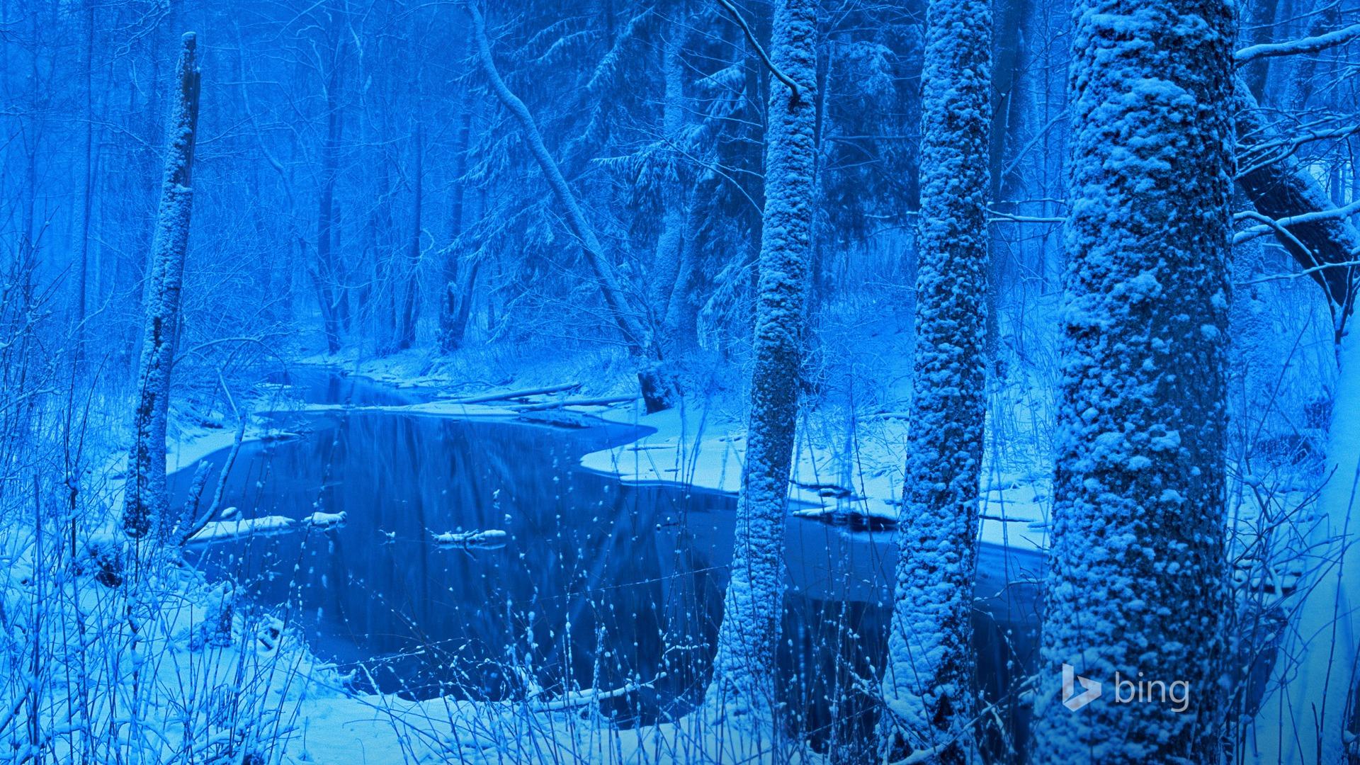 1920x1080 Poland Forest River 2016 Bing Desktop Wallpaper