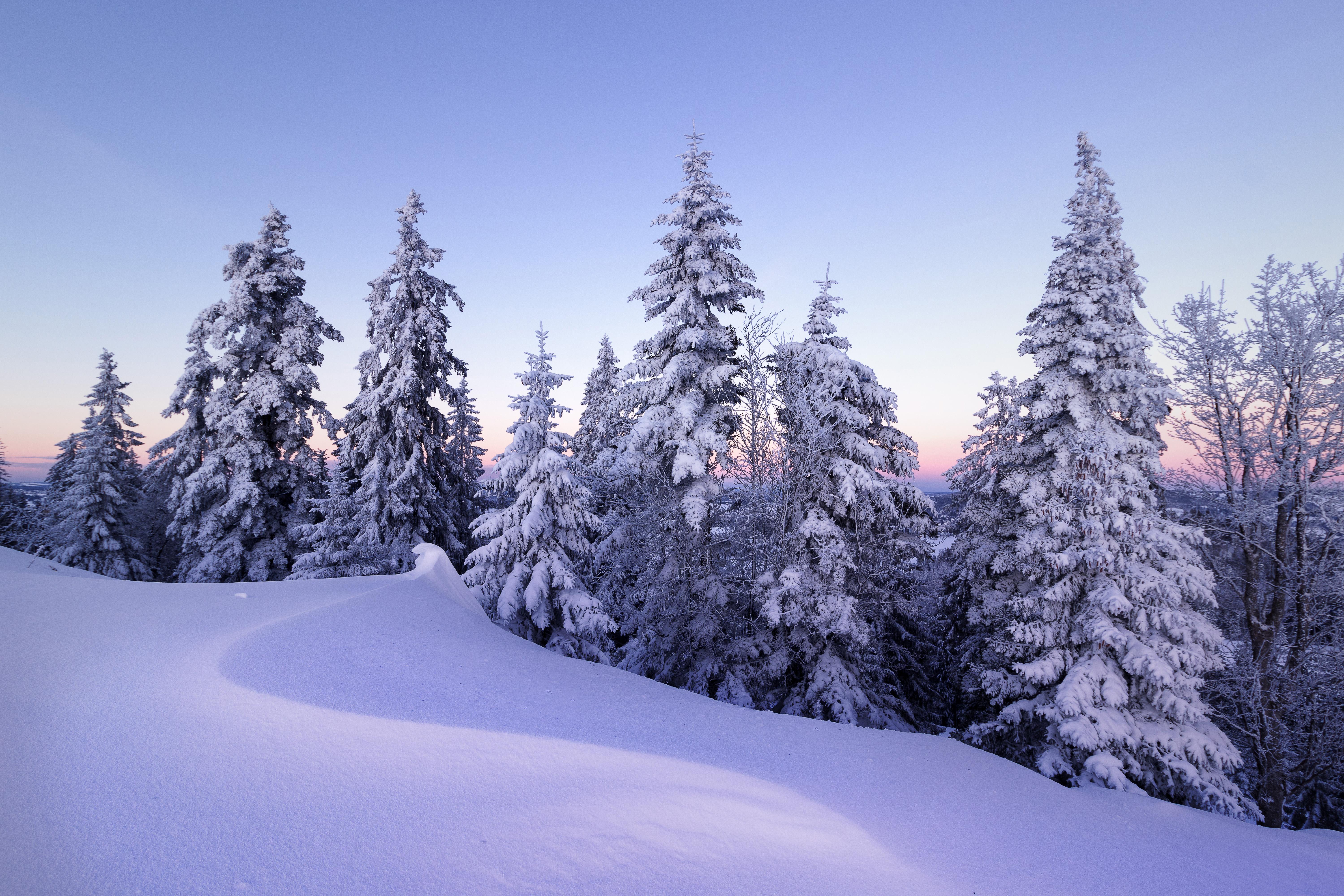 6000x4000 Winter Wallpaper 4K, Snow, Pine trees, Evening, Cold, Switzerland, Nature