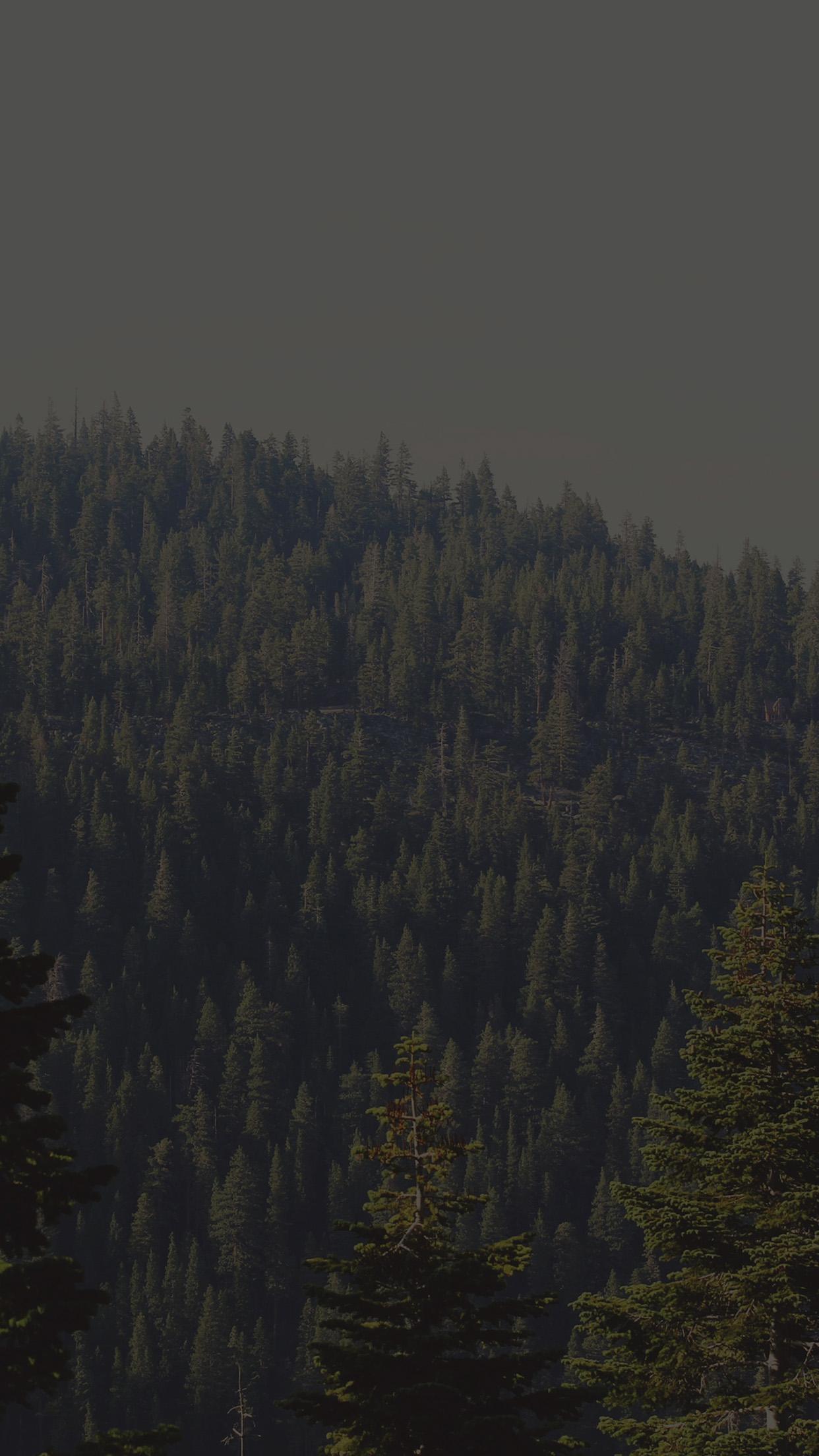 1242x2208 iPhone X wallpaper. tree wood mountain nature dark green