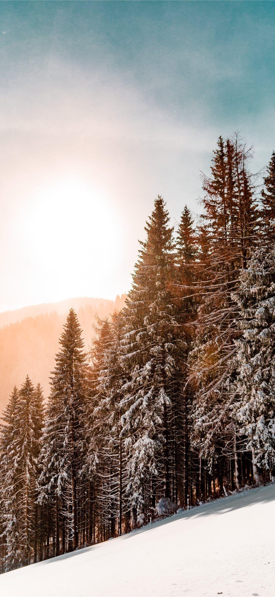 1125x2436 iPhone Winter Tree Wallpaper